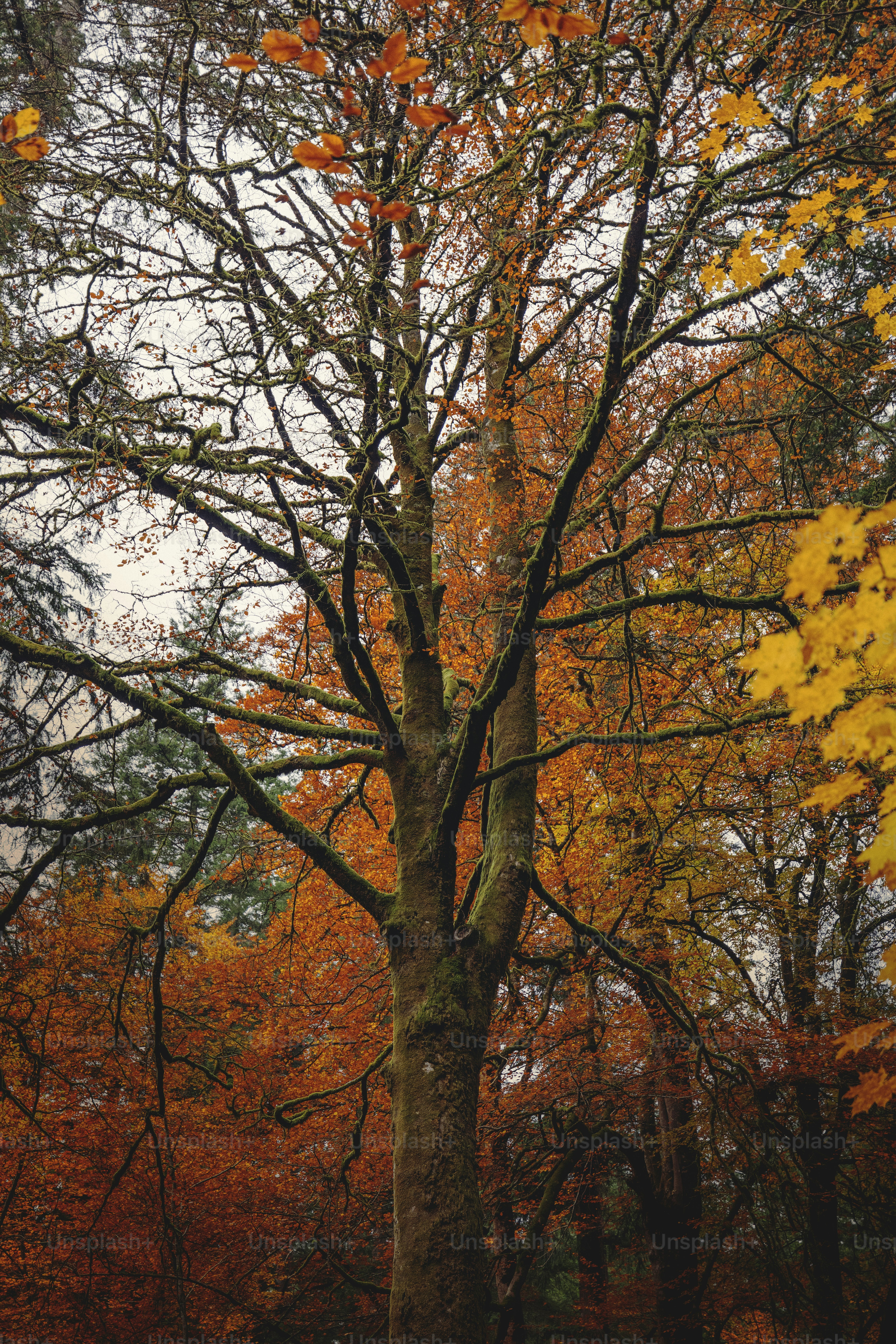 A large tree with lots of leaves on it