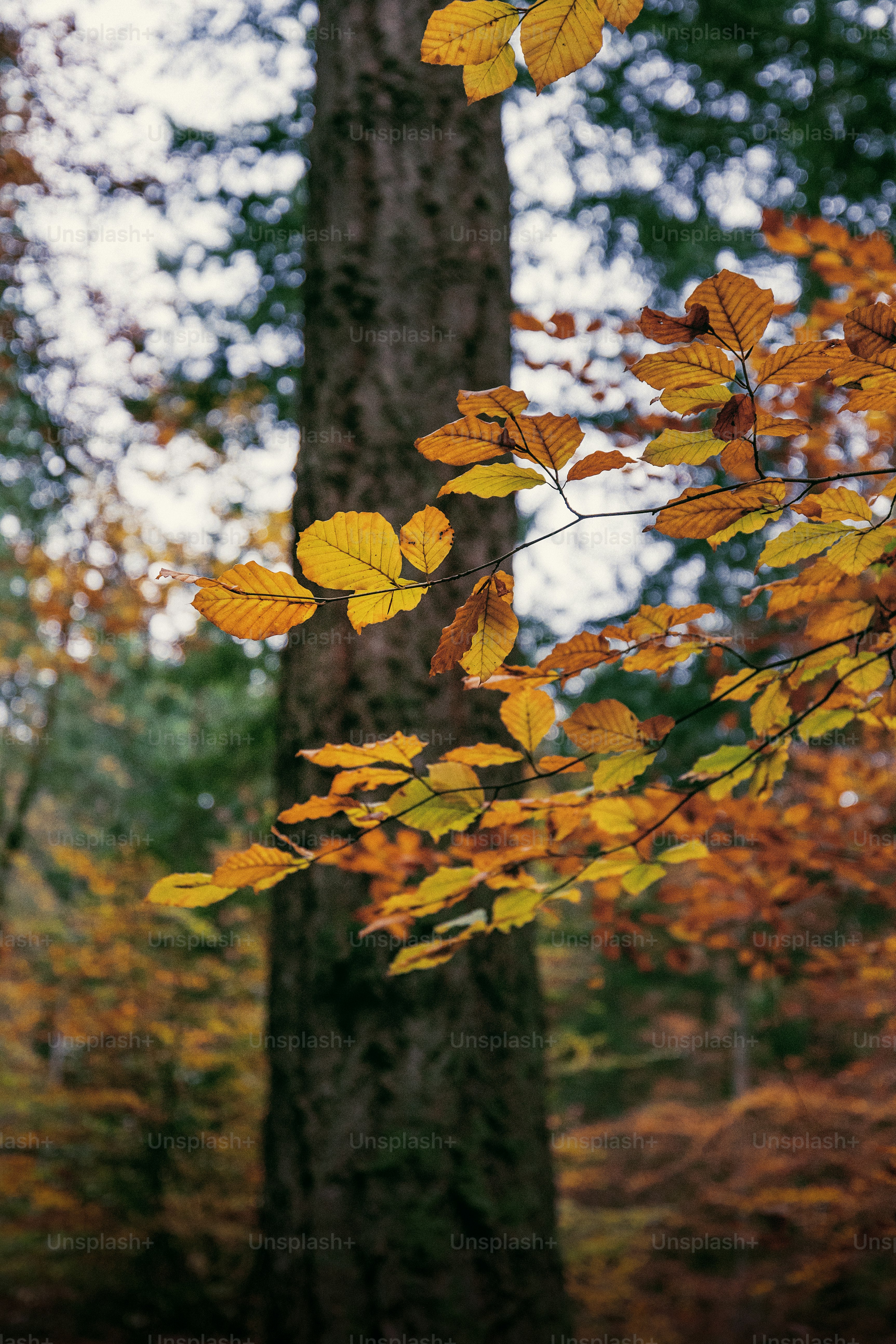 A tree with yellow leaves in a forest