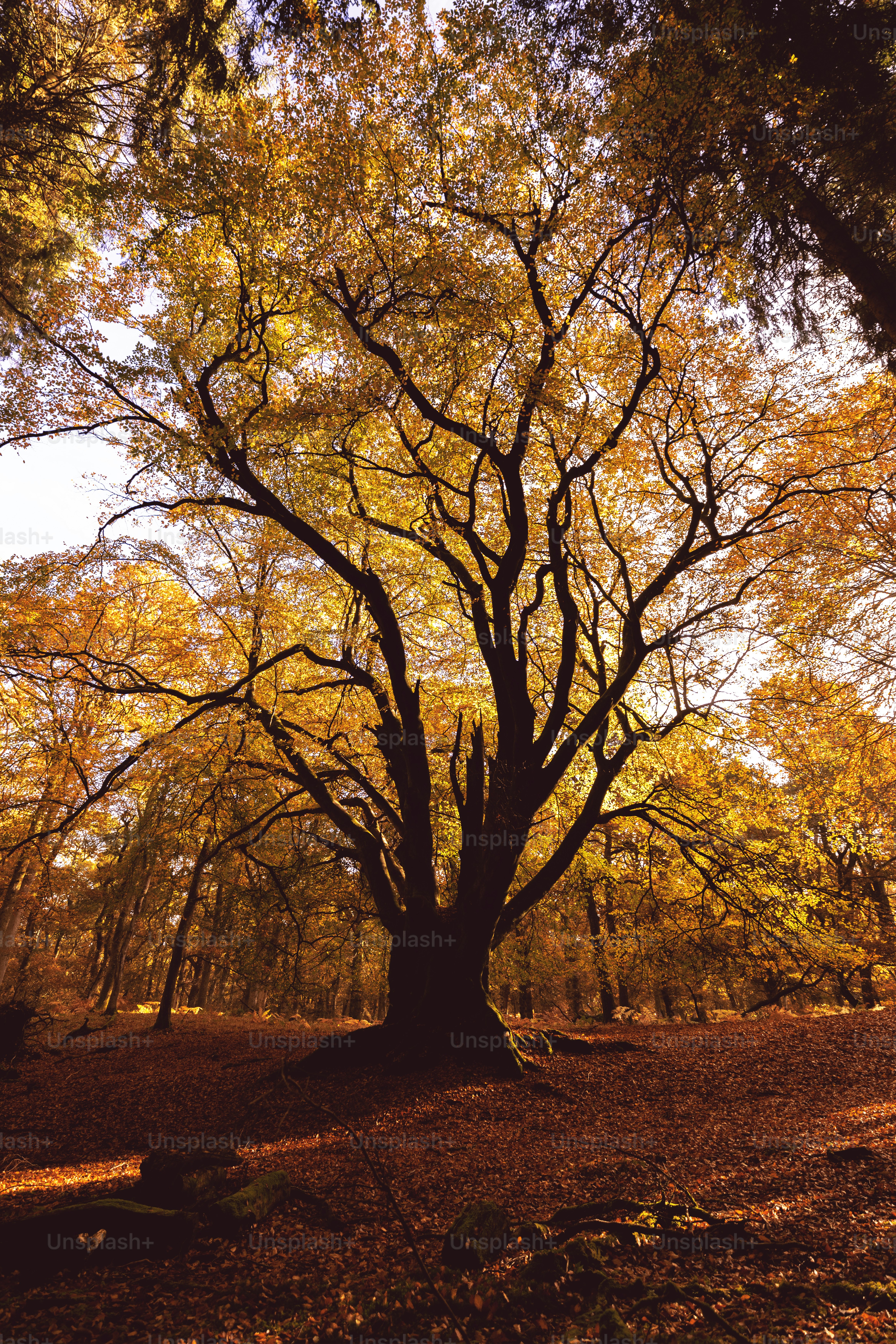 A large tree in the middle of a forest photo – Autumn Image on Unsplash