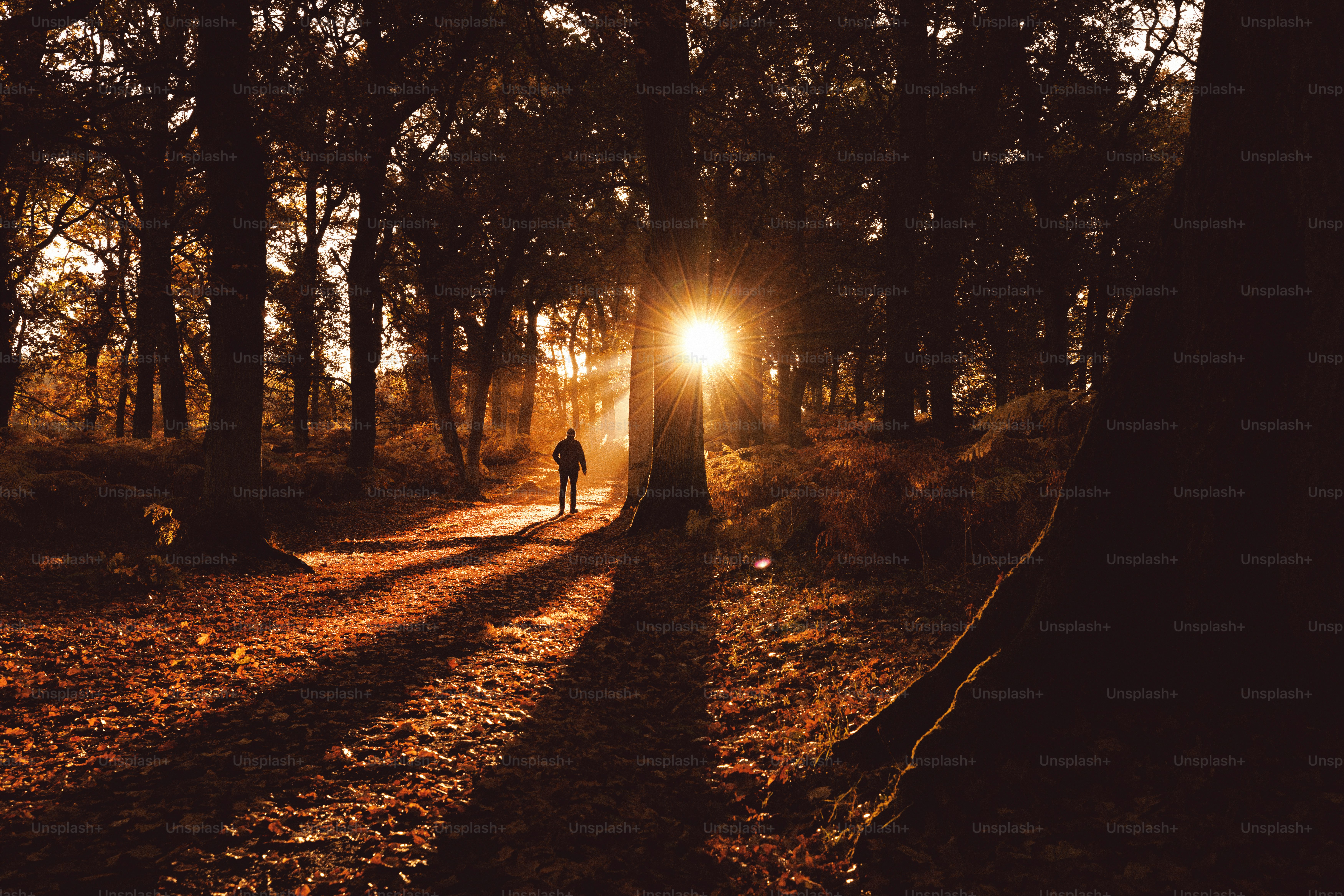 Uma pessoa andando por uma floresta à noite