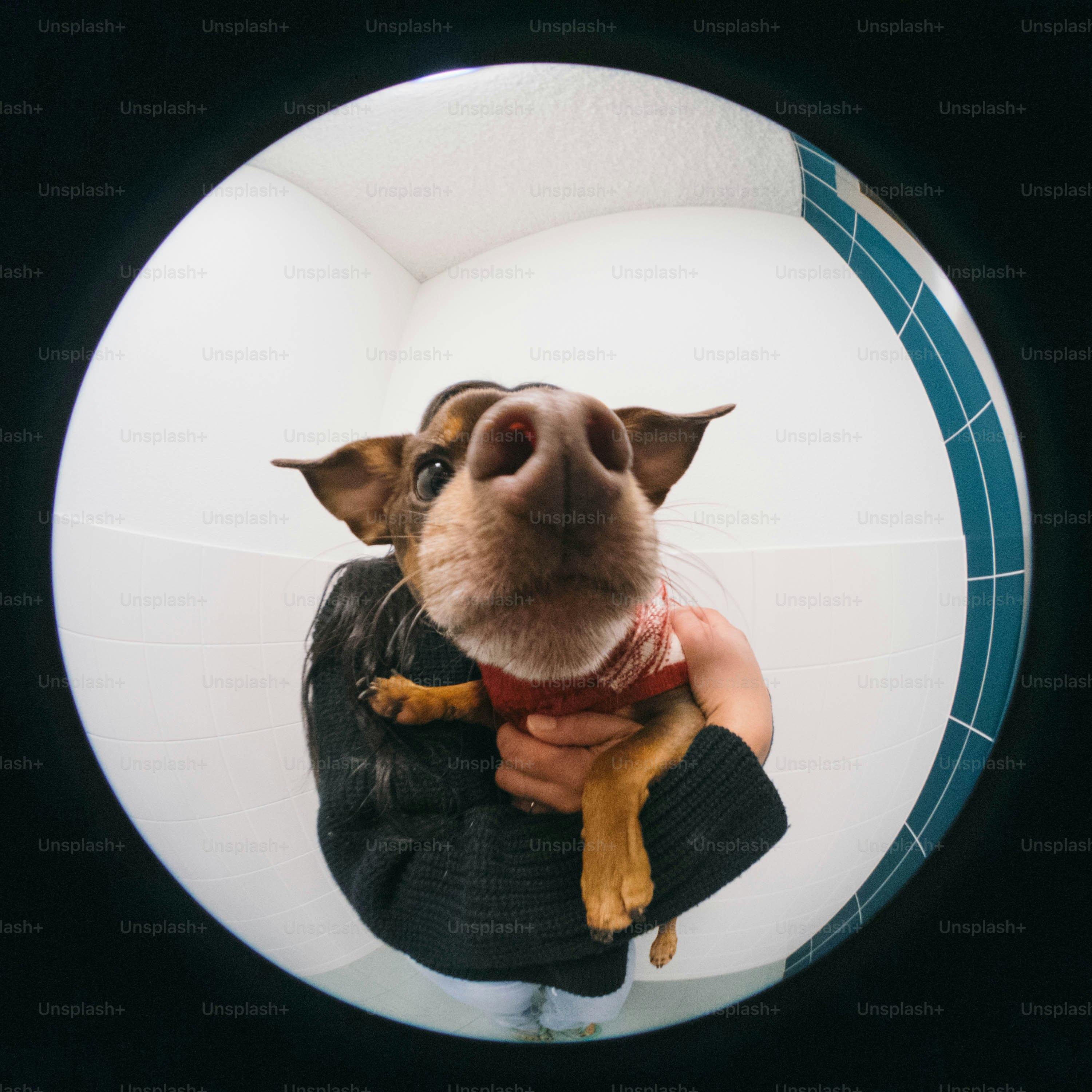 A person holding a small dog in their arms