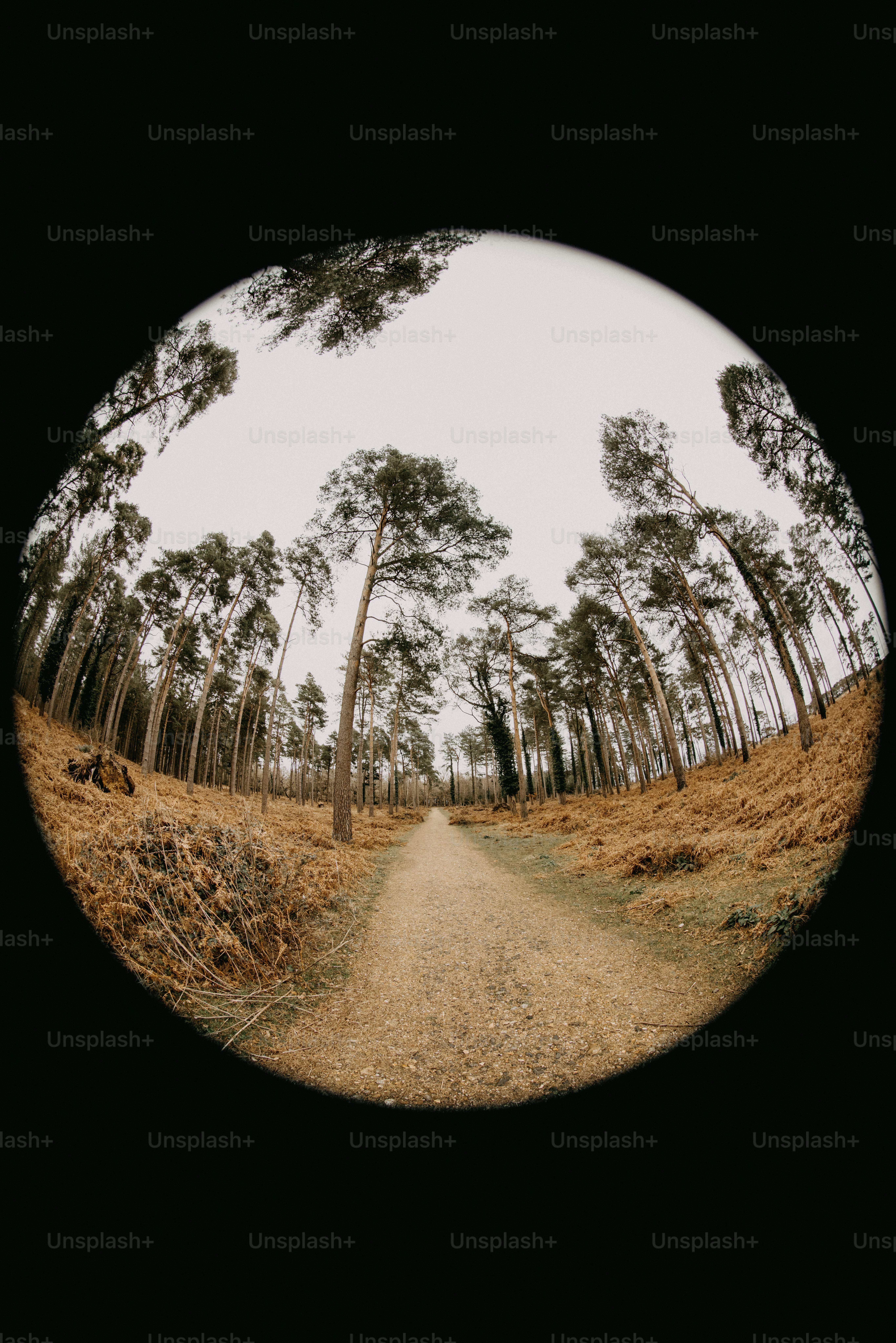 A picture of a dirt road surrounded by trees