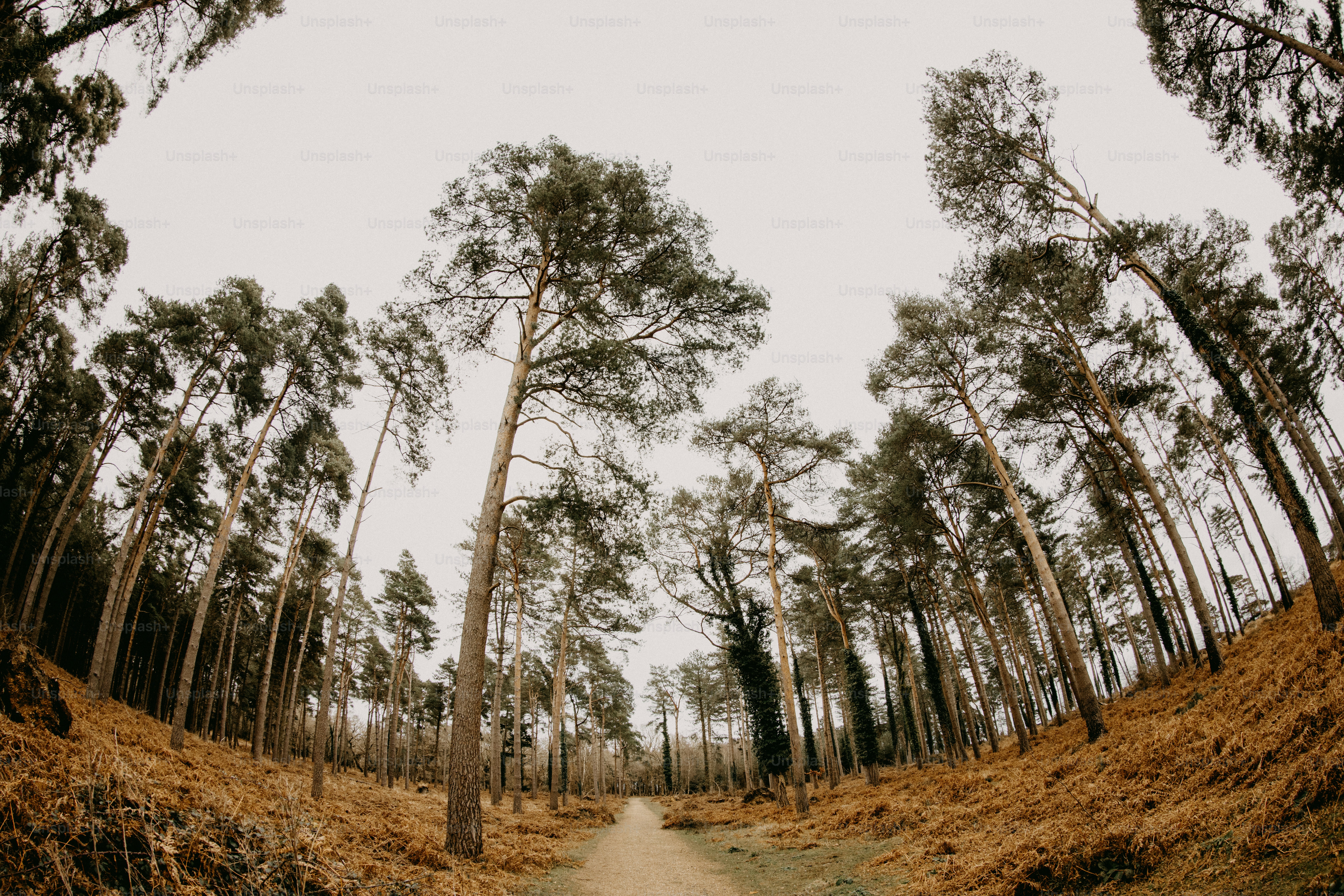 A dirt road in the middle of a forest