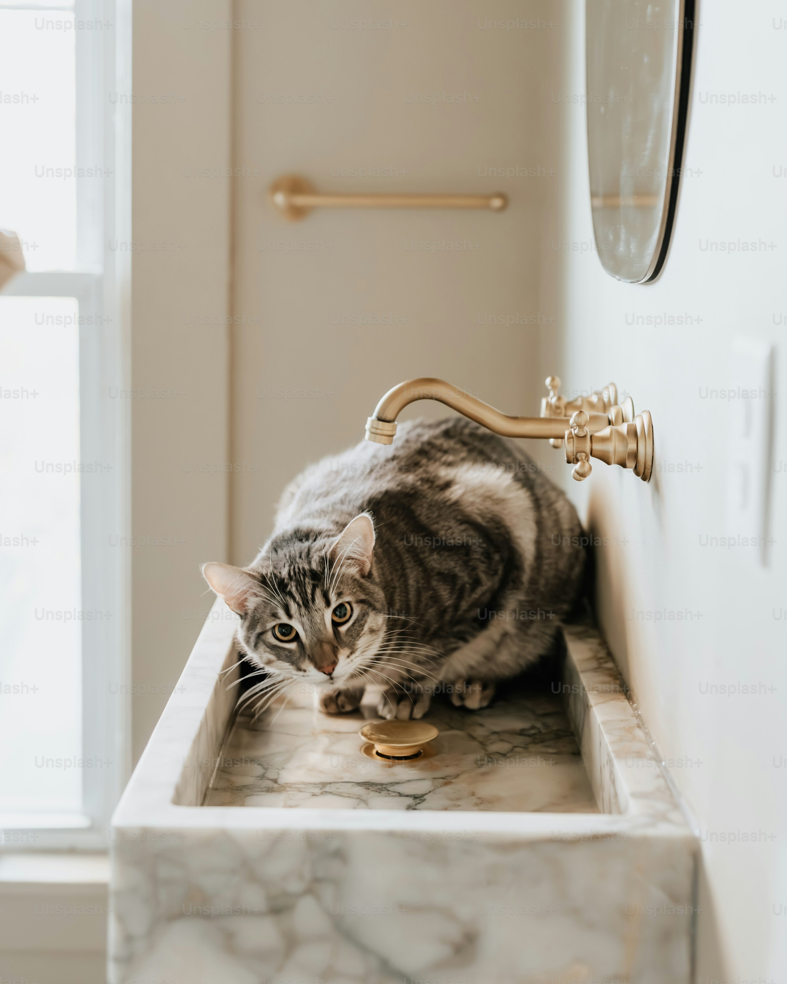 Un gato sentado en el lavabo de un baño junto a una ventana