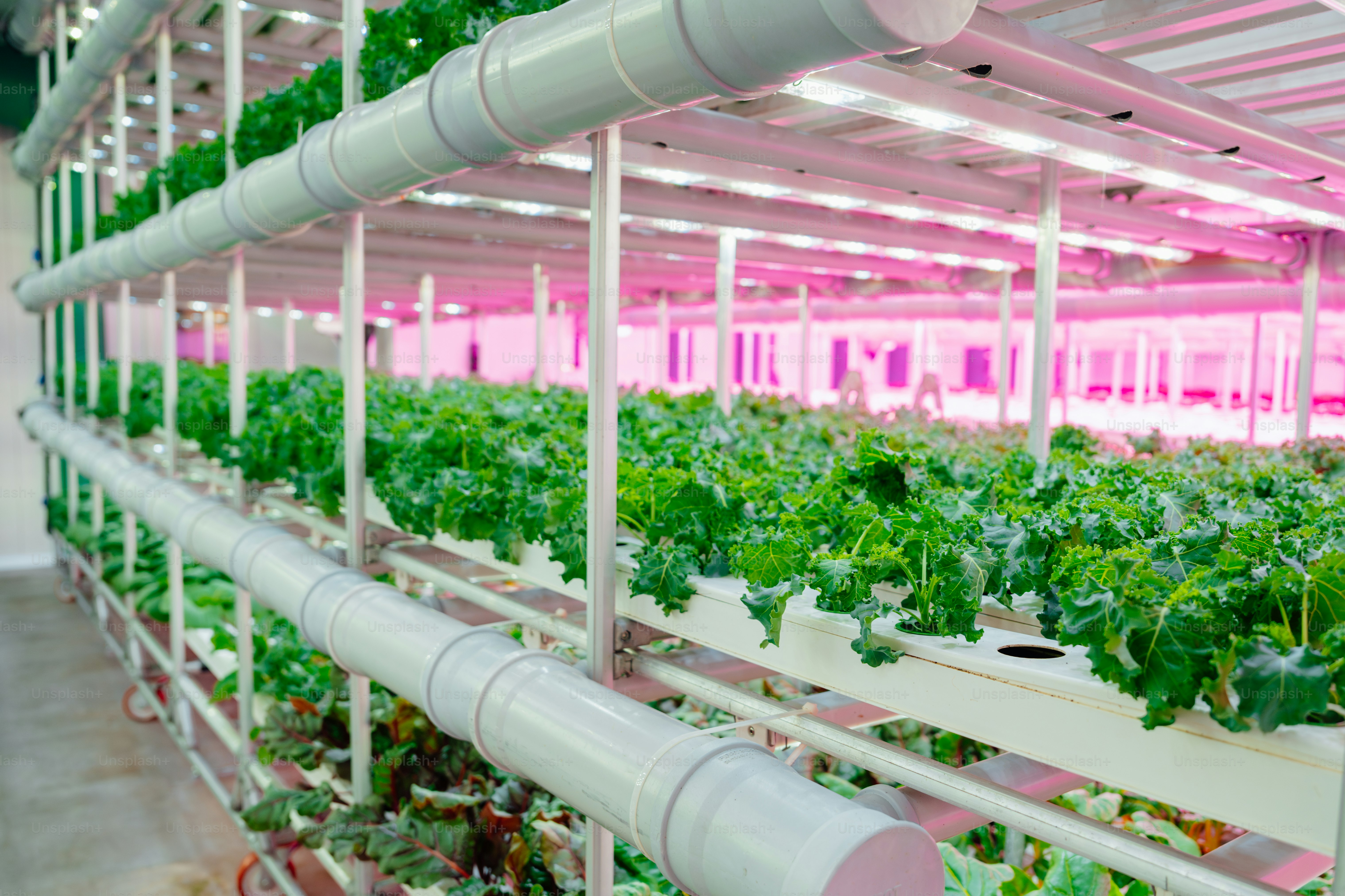 A greenhouse filled with lots of green plants