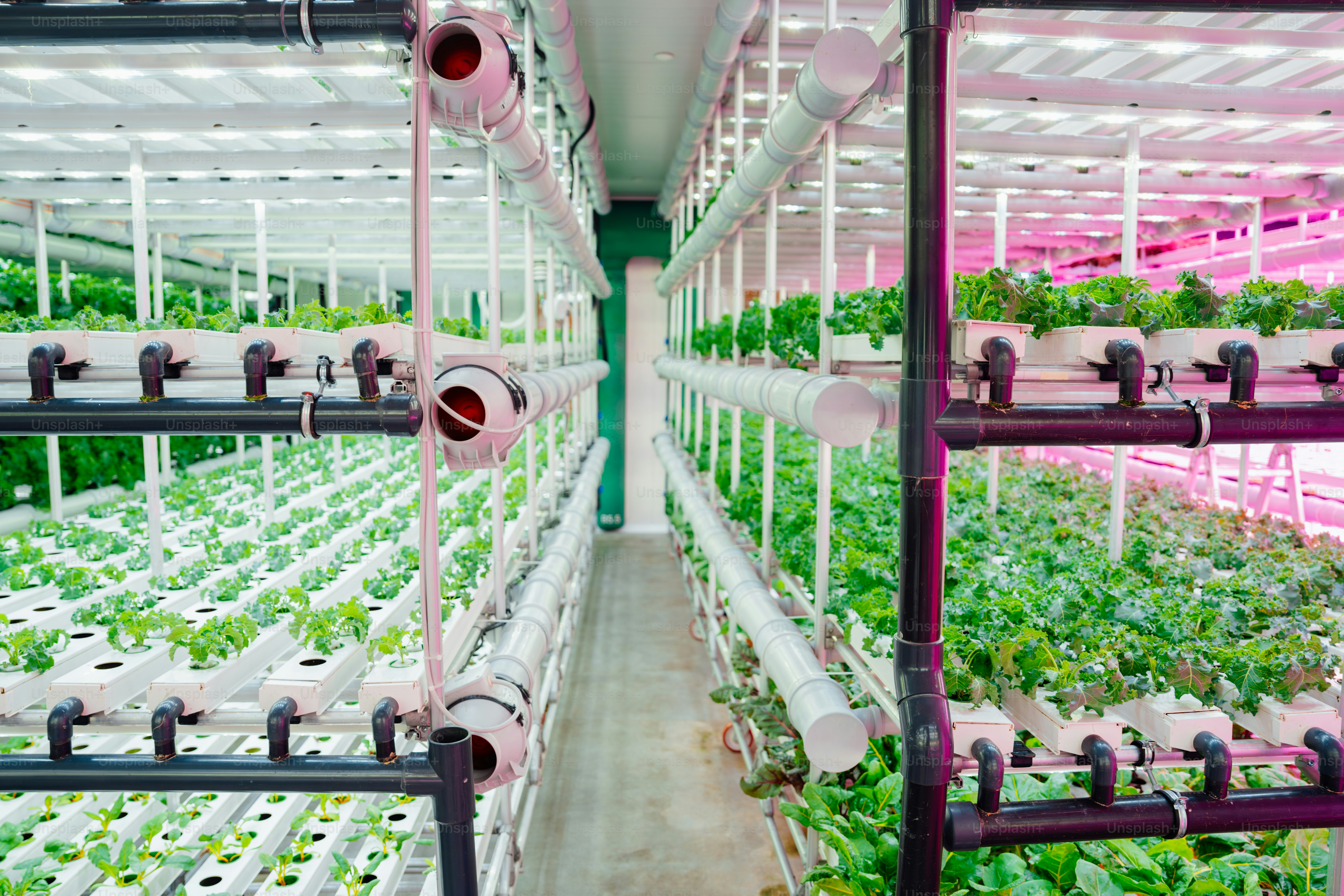 A large greenhouse filled with lots of plants