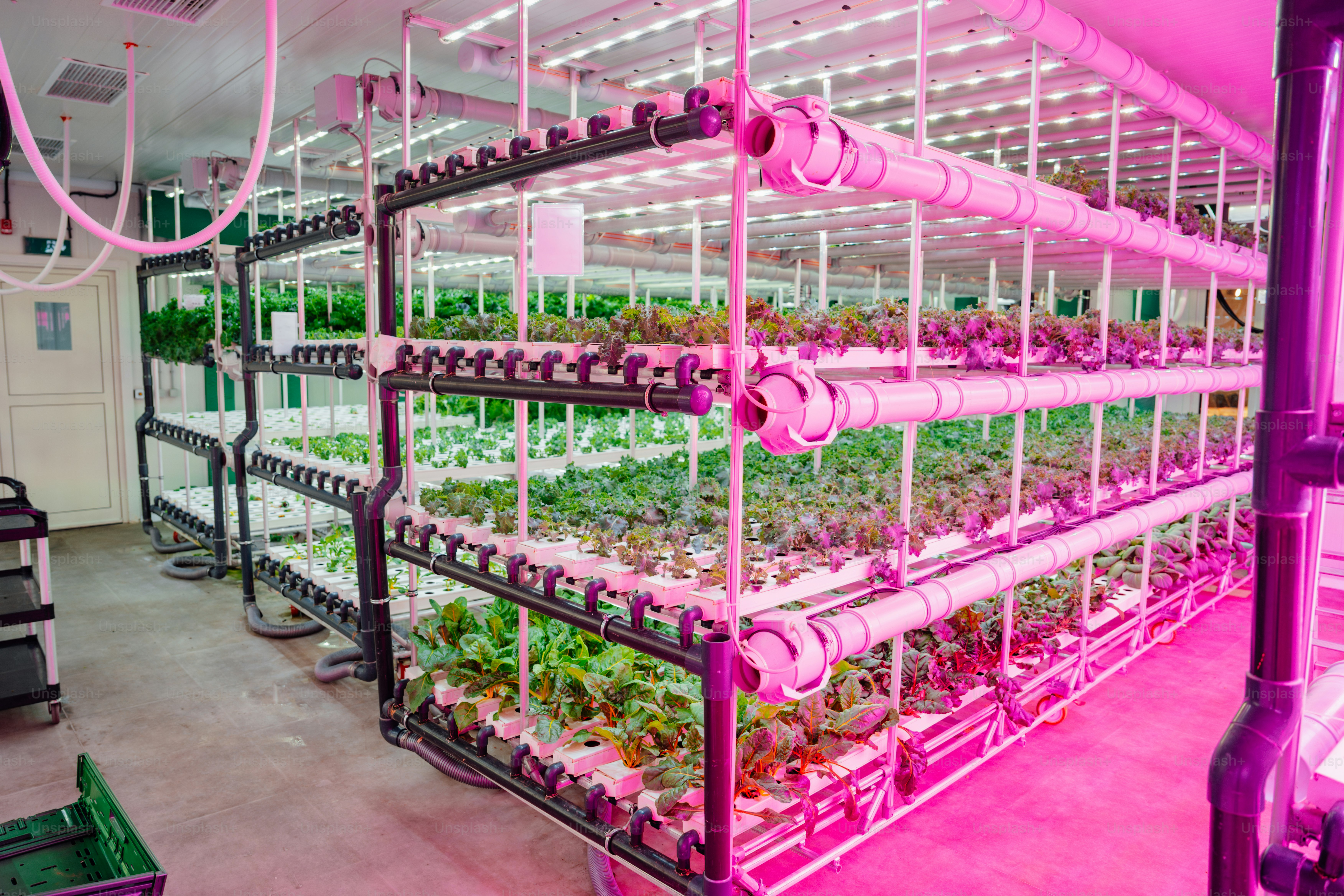 Una habitación llena de muchas plantas