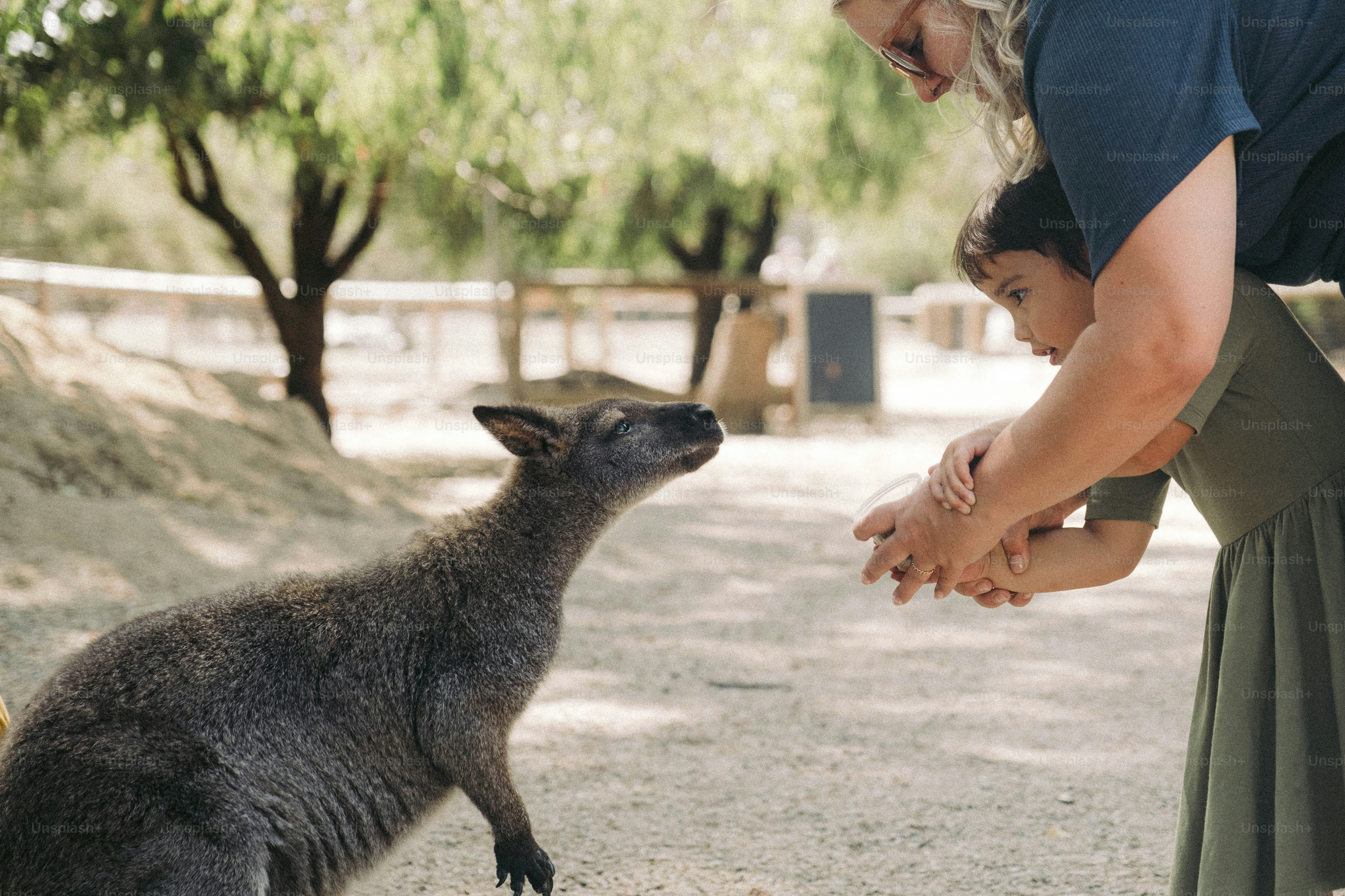 A woman is petting a kangaroo in a zoo