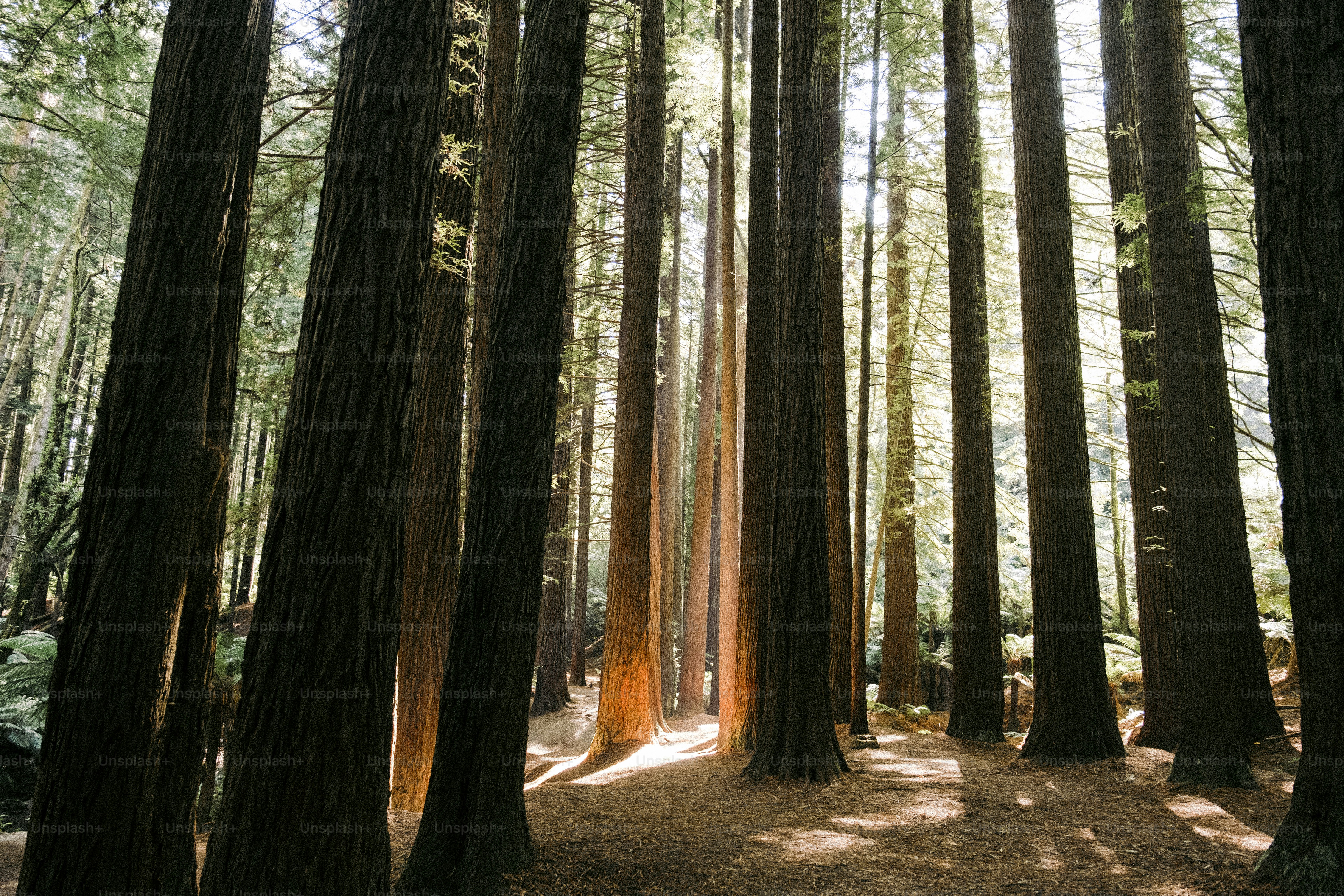 A forest filled with lots of tall trees