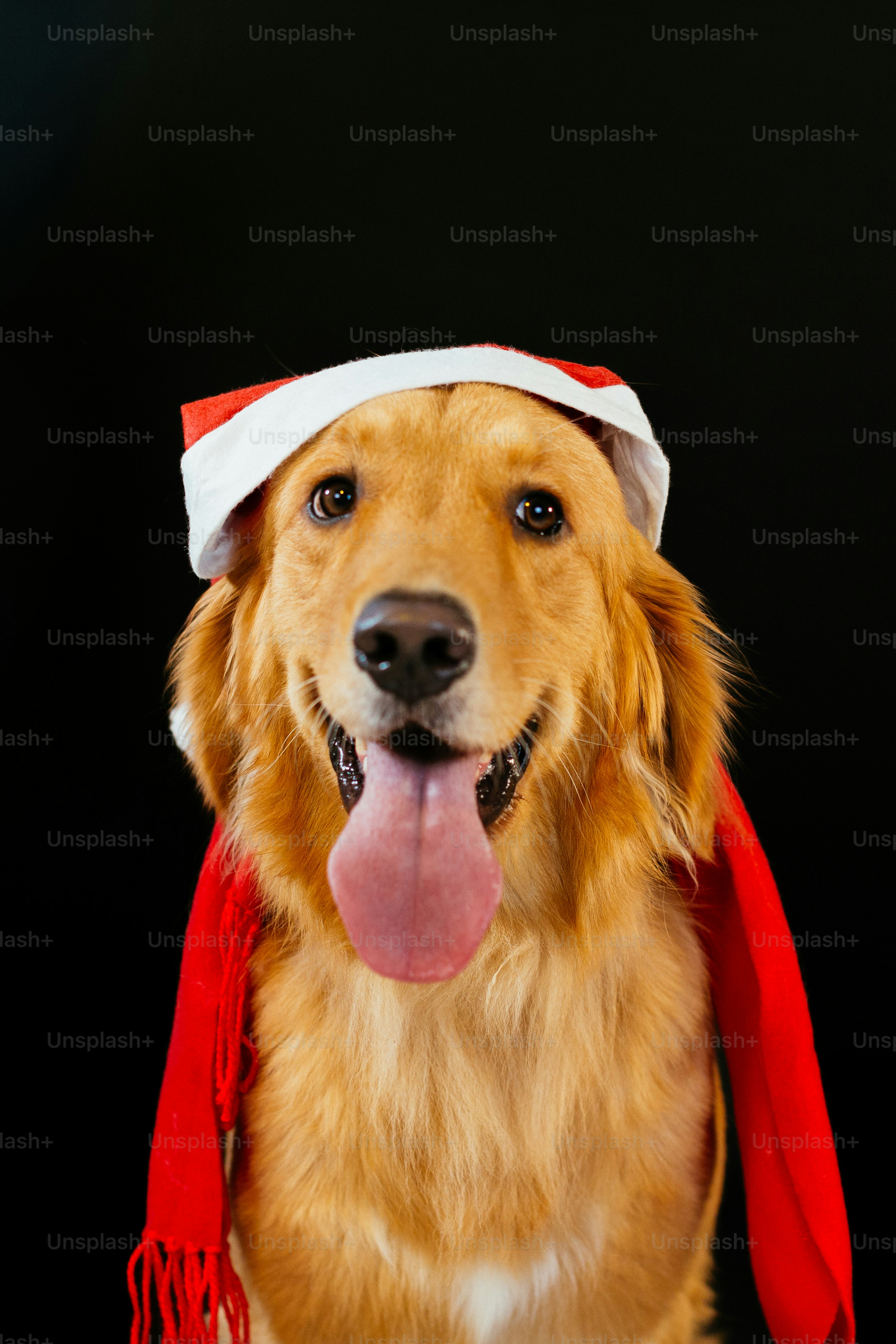 A dog wearing a santa hat and a red scarf