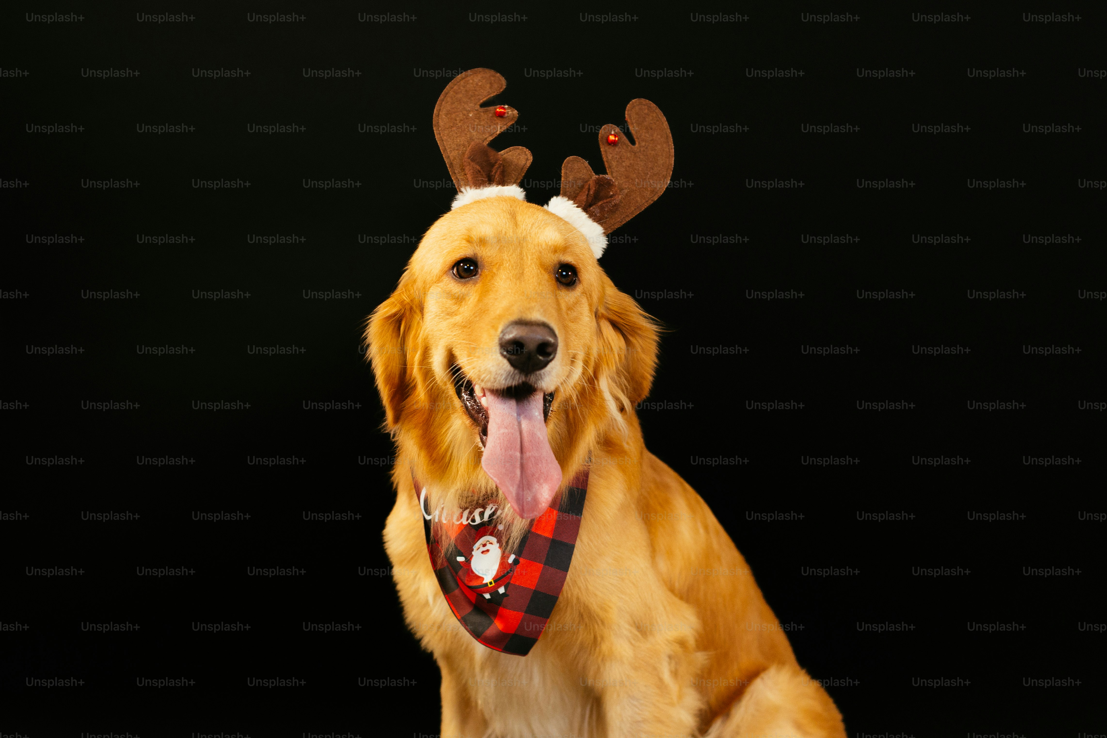 A golden retriever dog wearing a santa hat photo – Christmas Image on ...