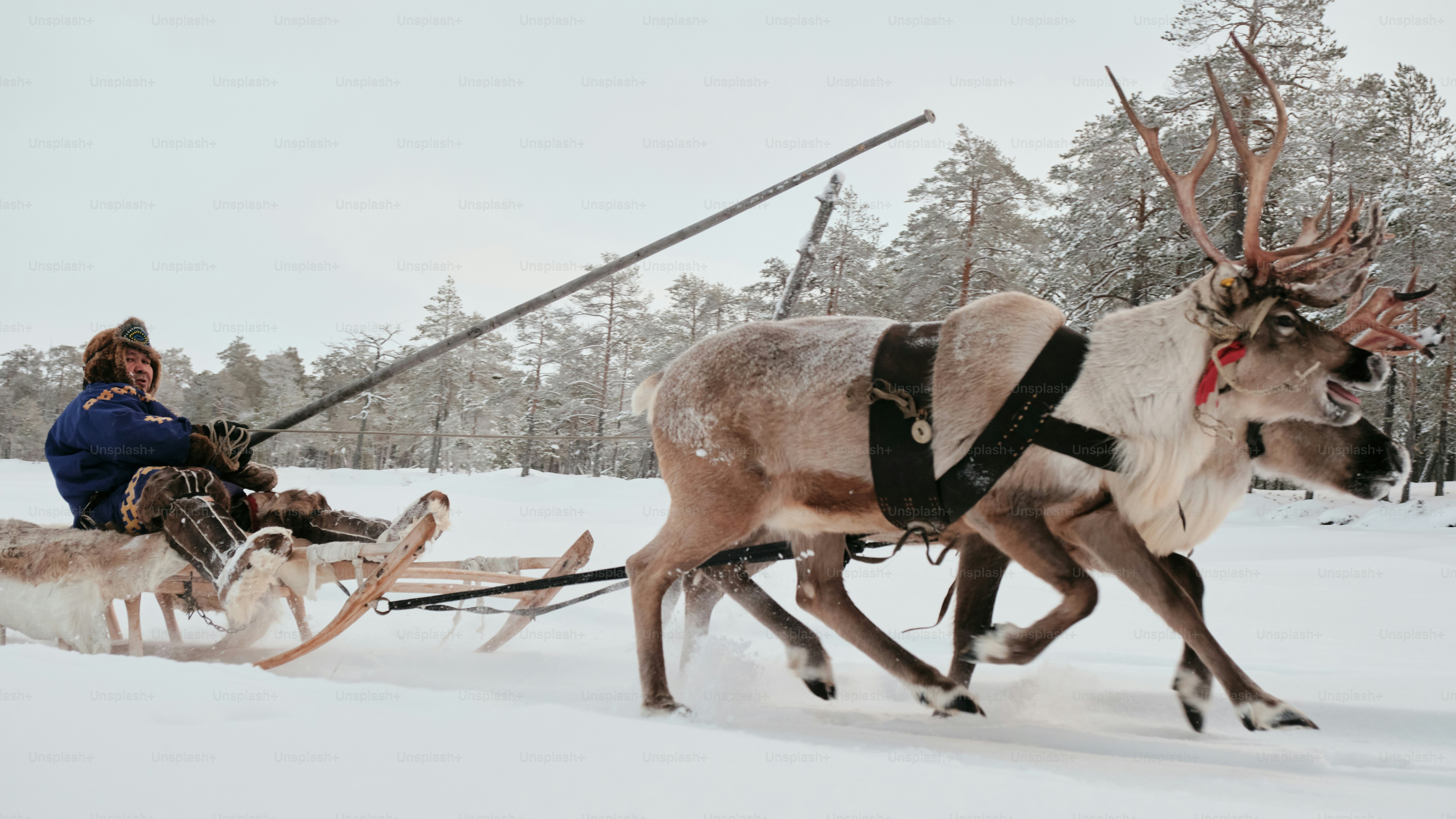 A man riding a sled pulled by two reindeers