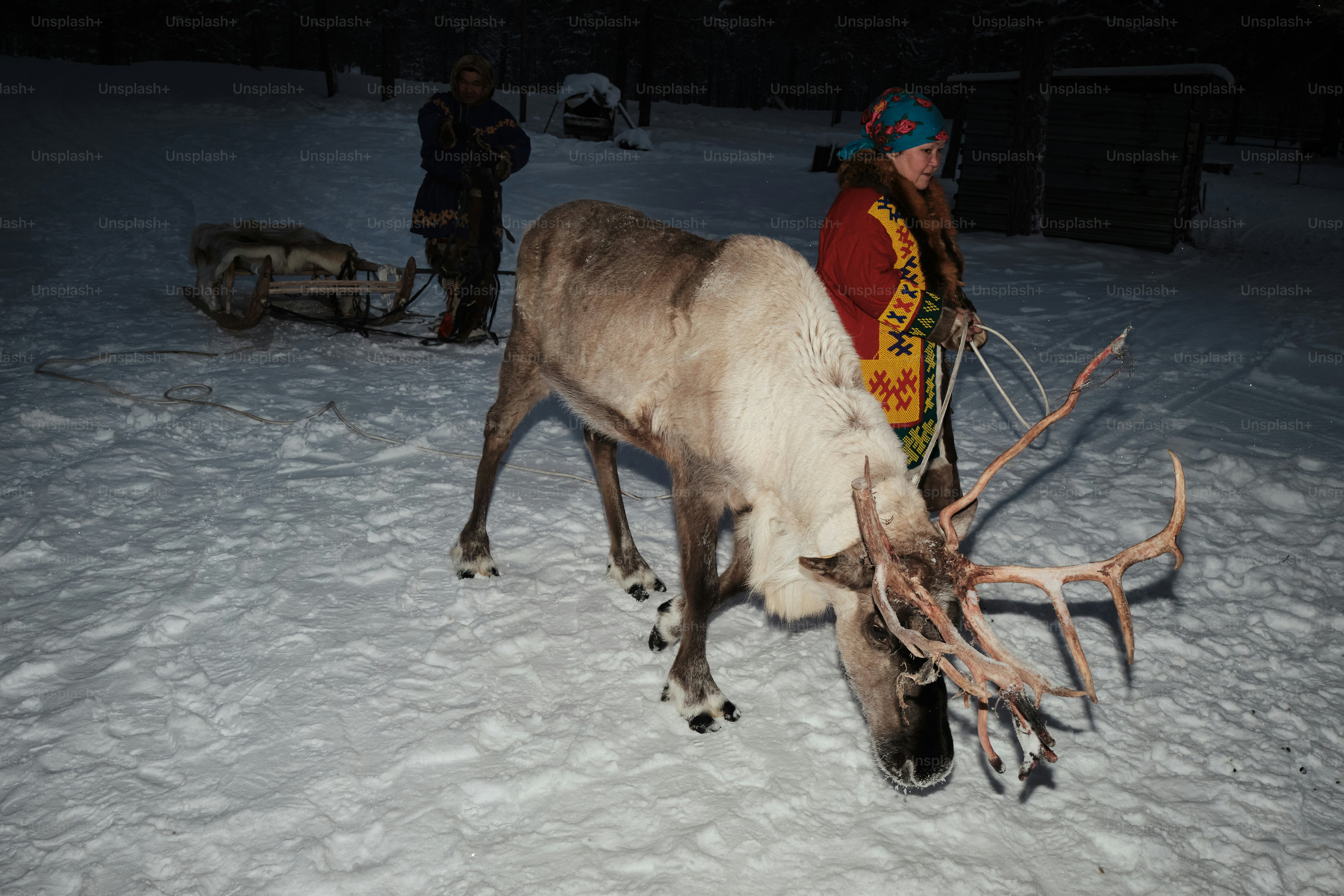 A person standing next to a reindeer in the snow