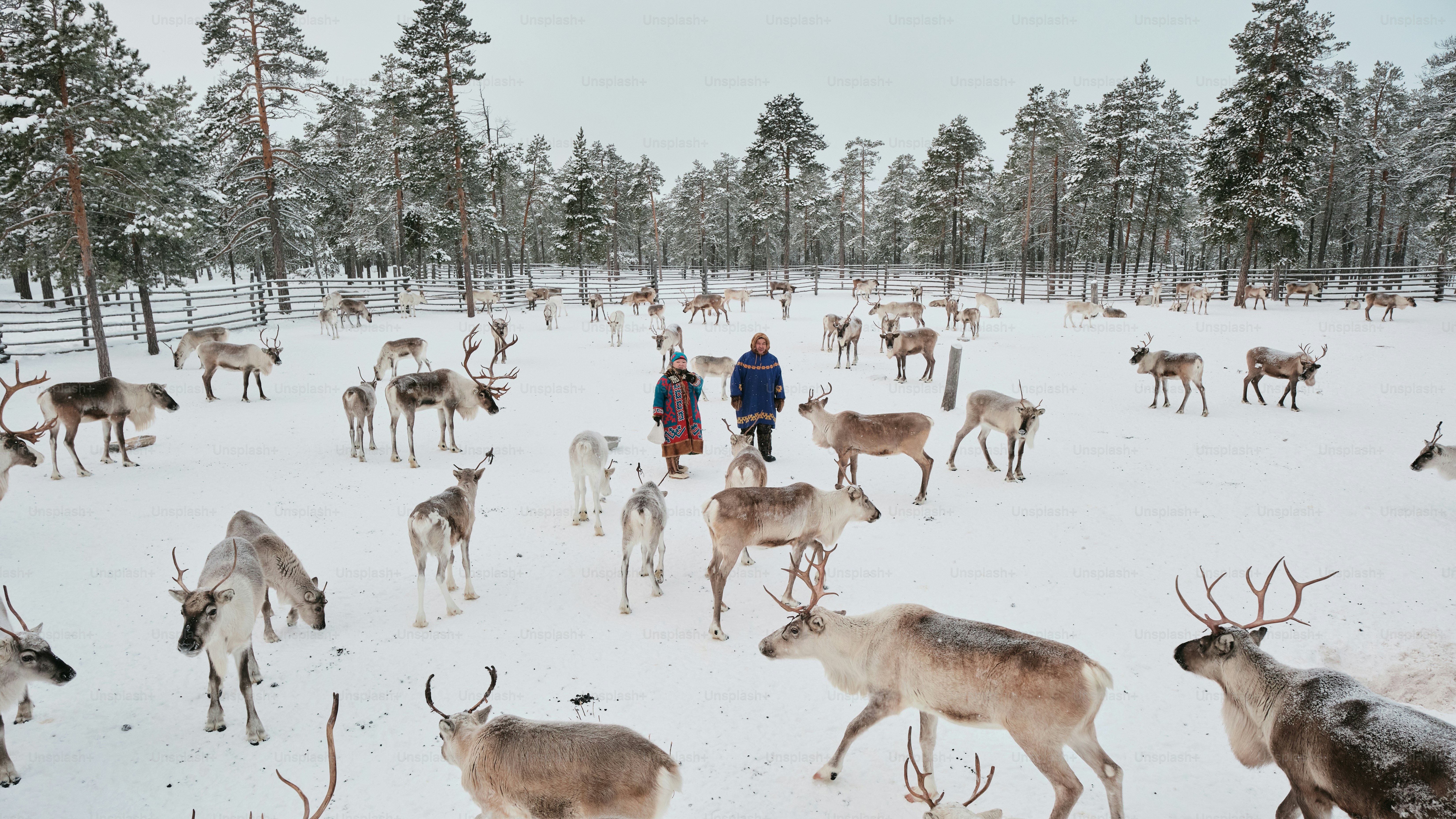 Eine Herde Rehe läuft durch einen schneebedeckten Wald