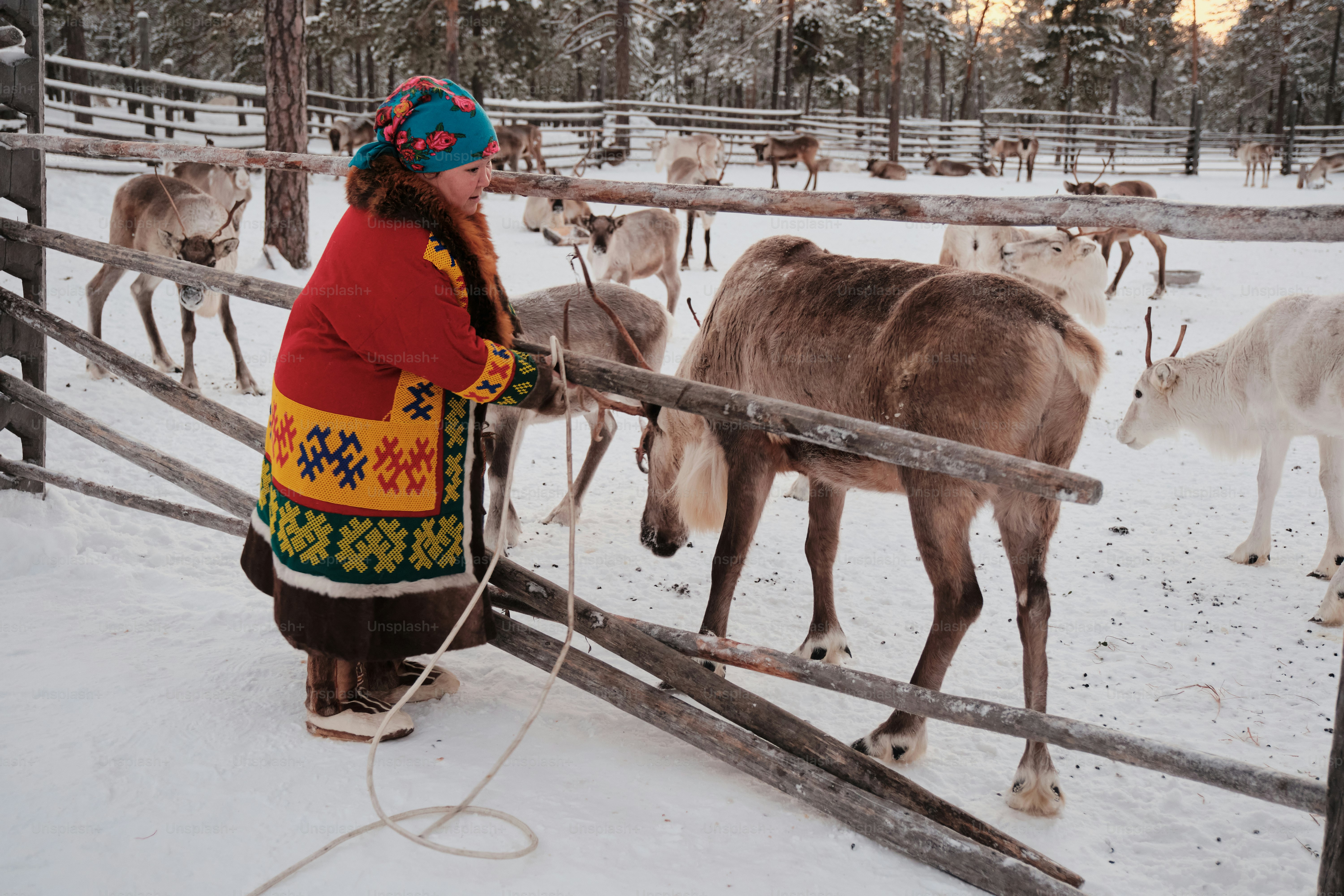 A woman looking at a herd of deer behind a fence