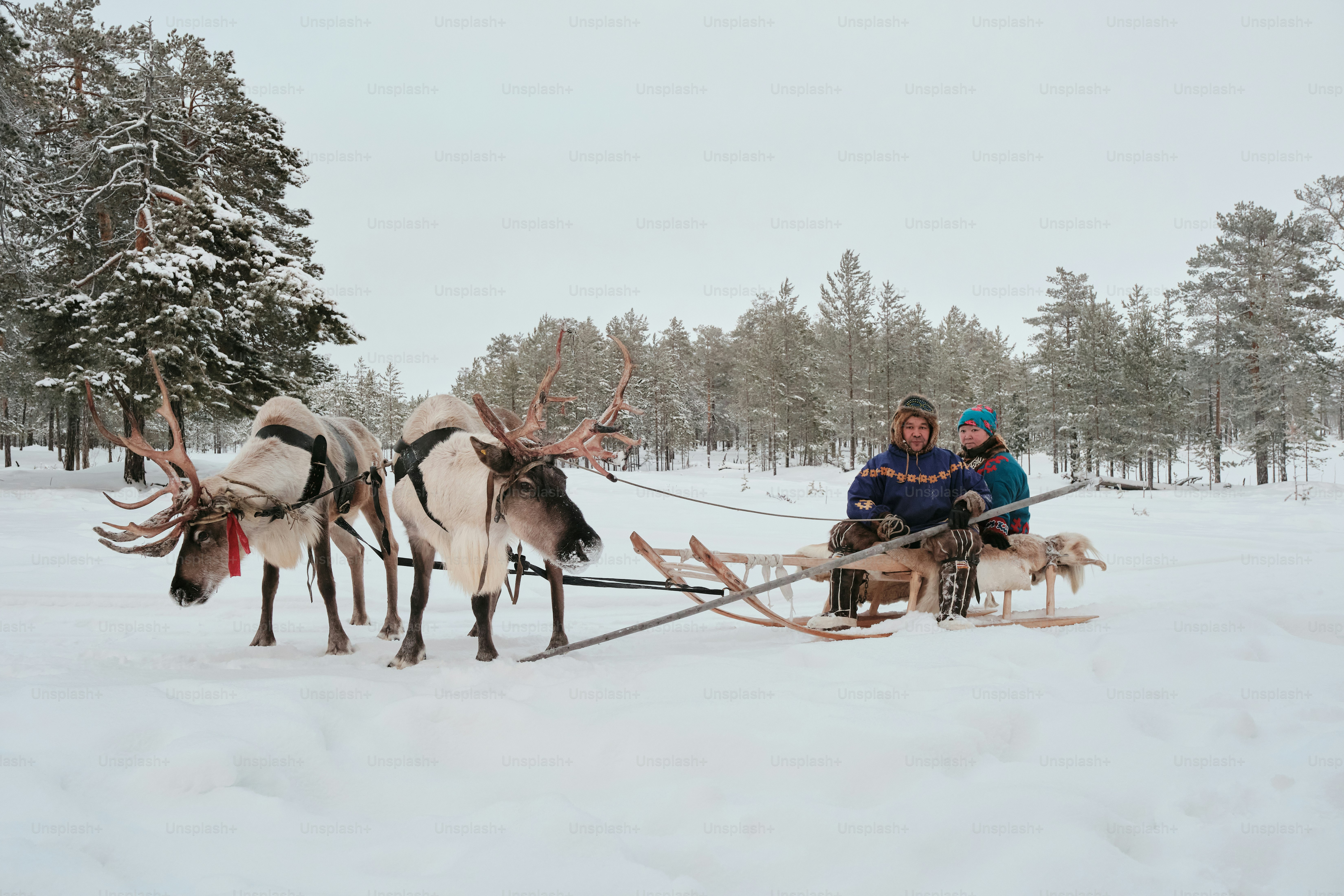A group of people riding on a sled pulled by two reindeers