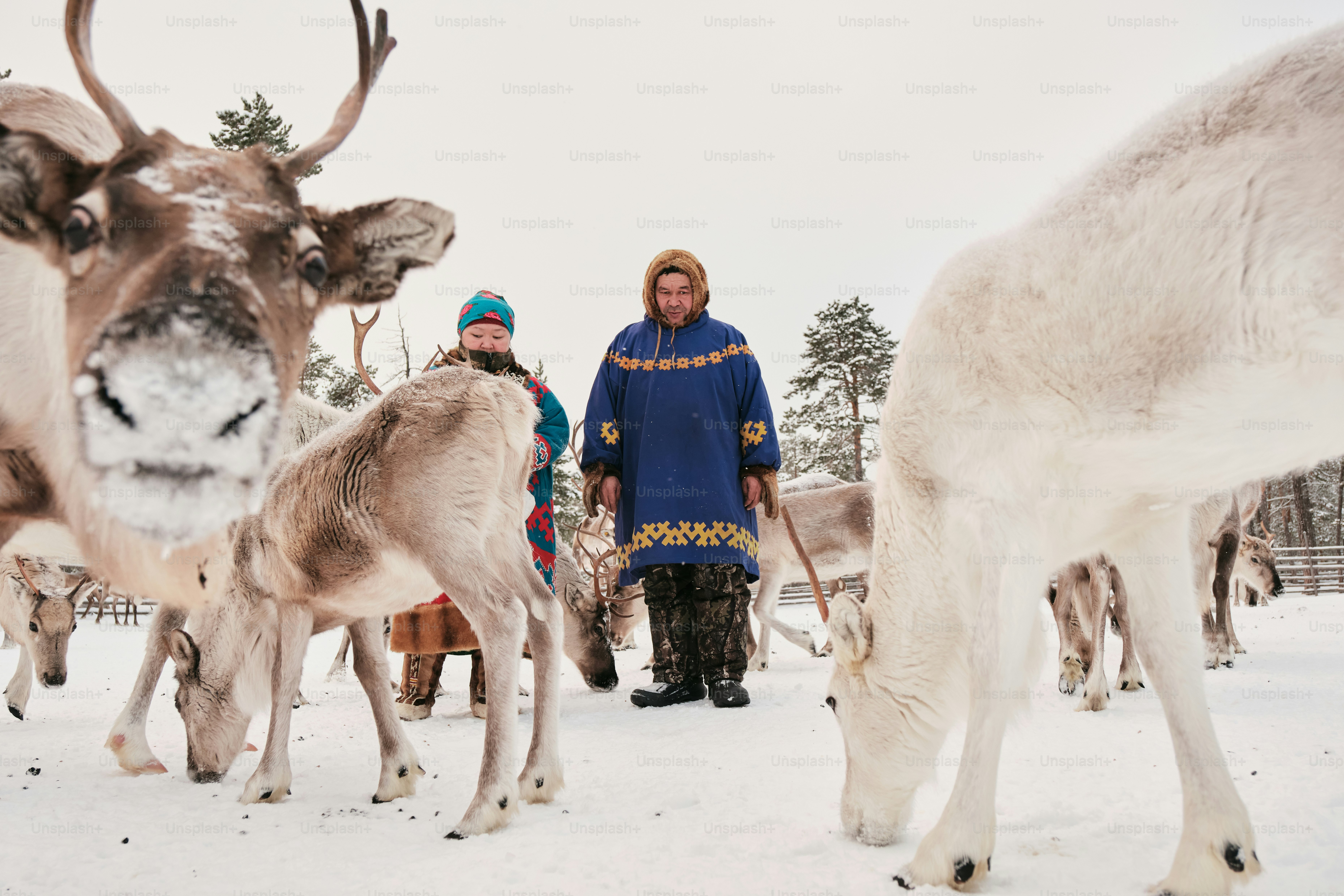 A herd of reindeer standing on top of a snow covered field