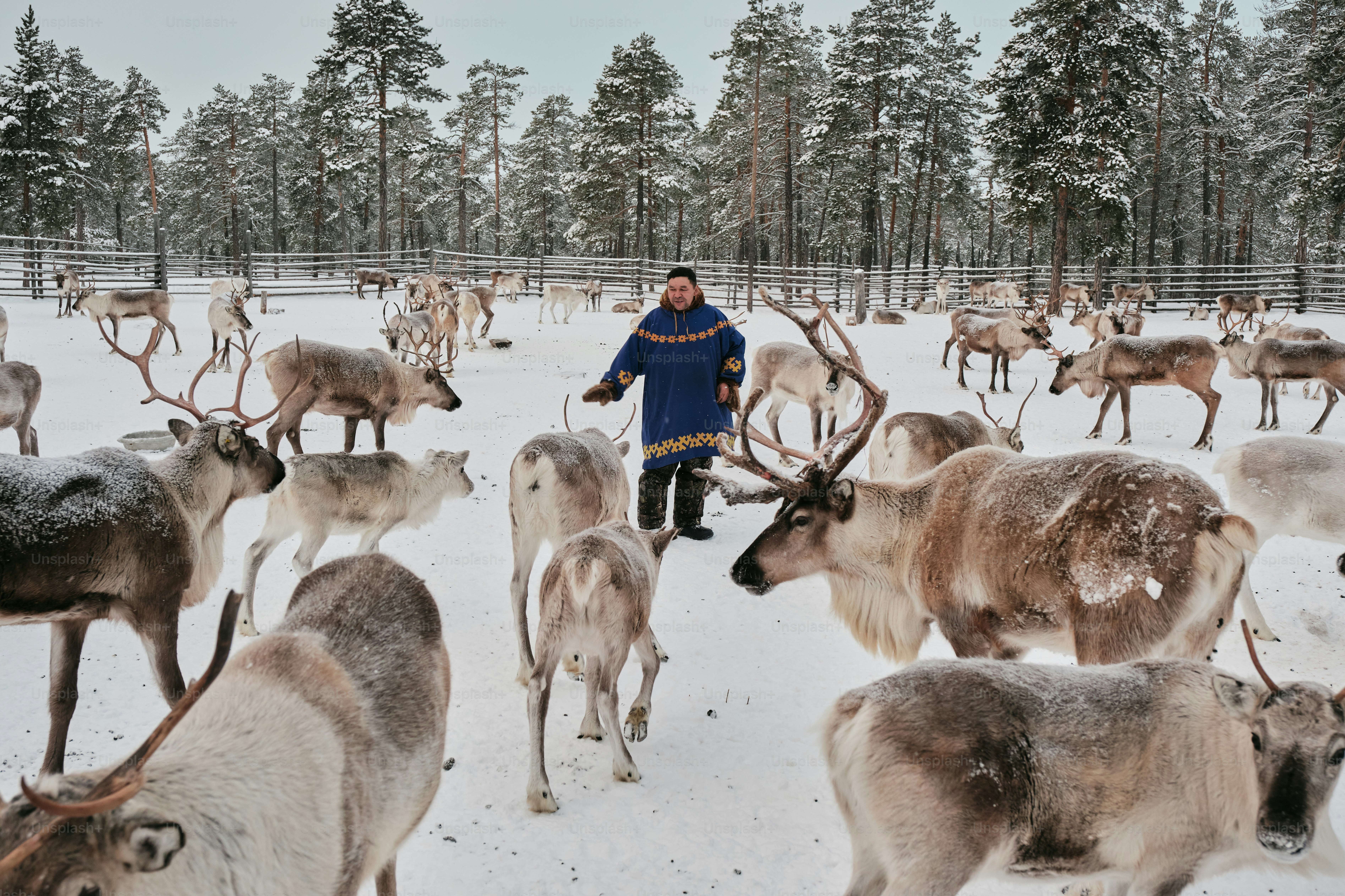 A man standing next to a herd of reindeer in the snow