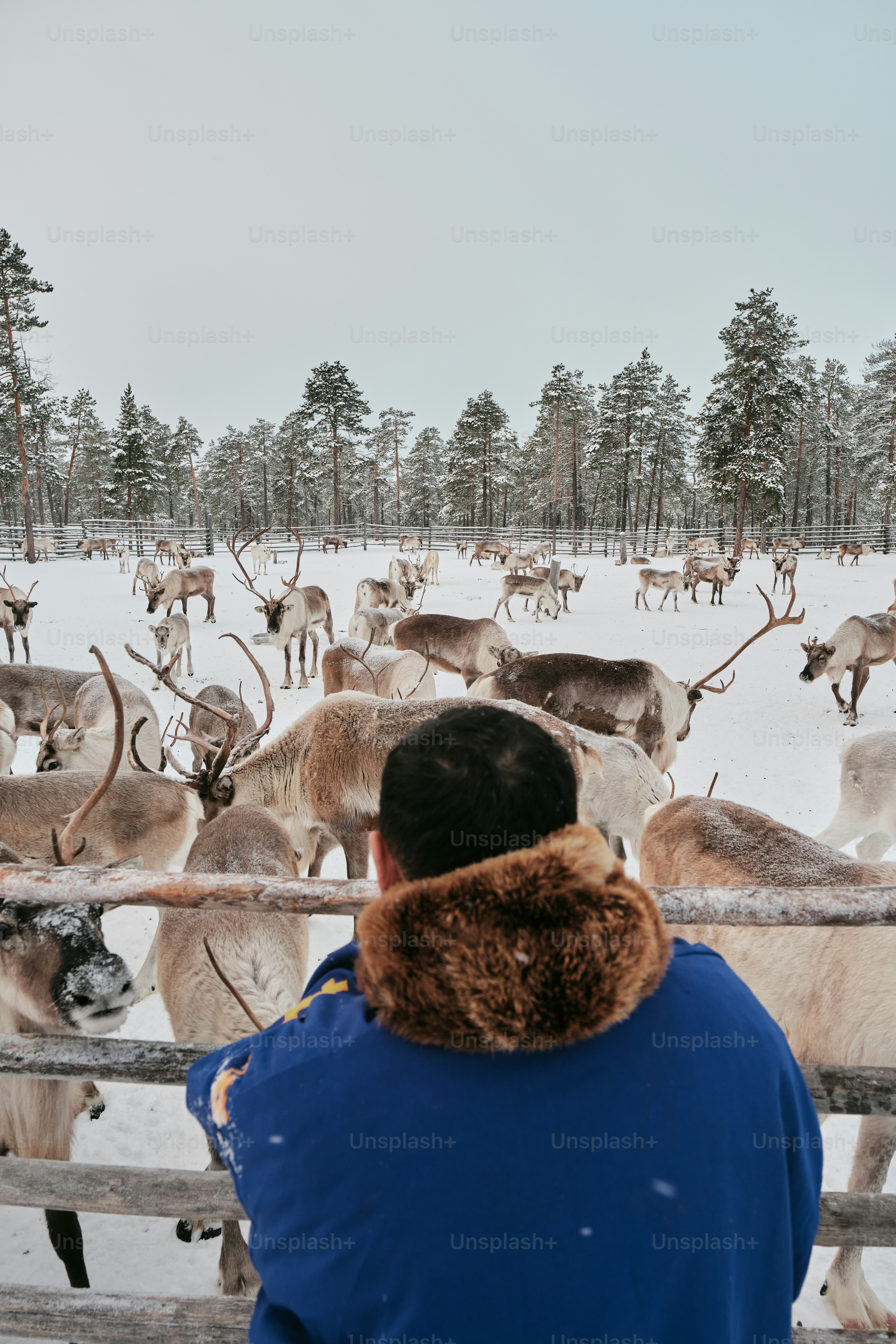 A man looking at a herd of reindeer in the snow