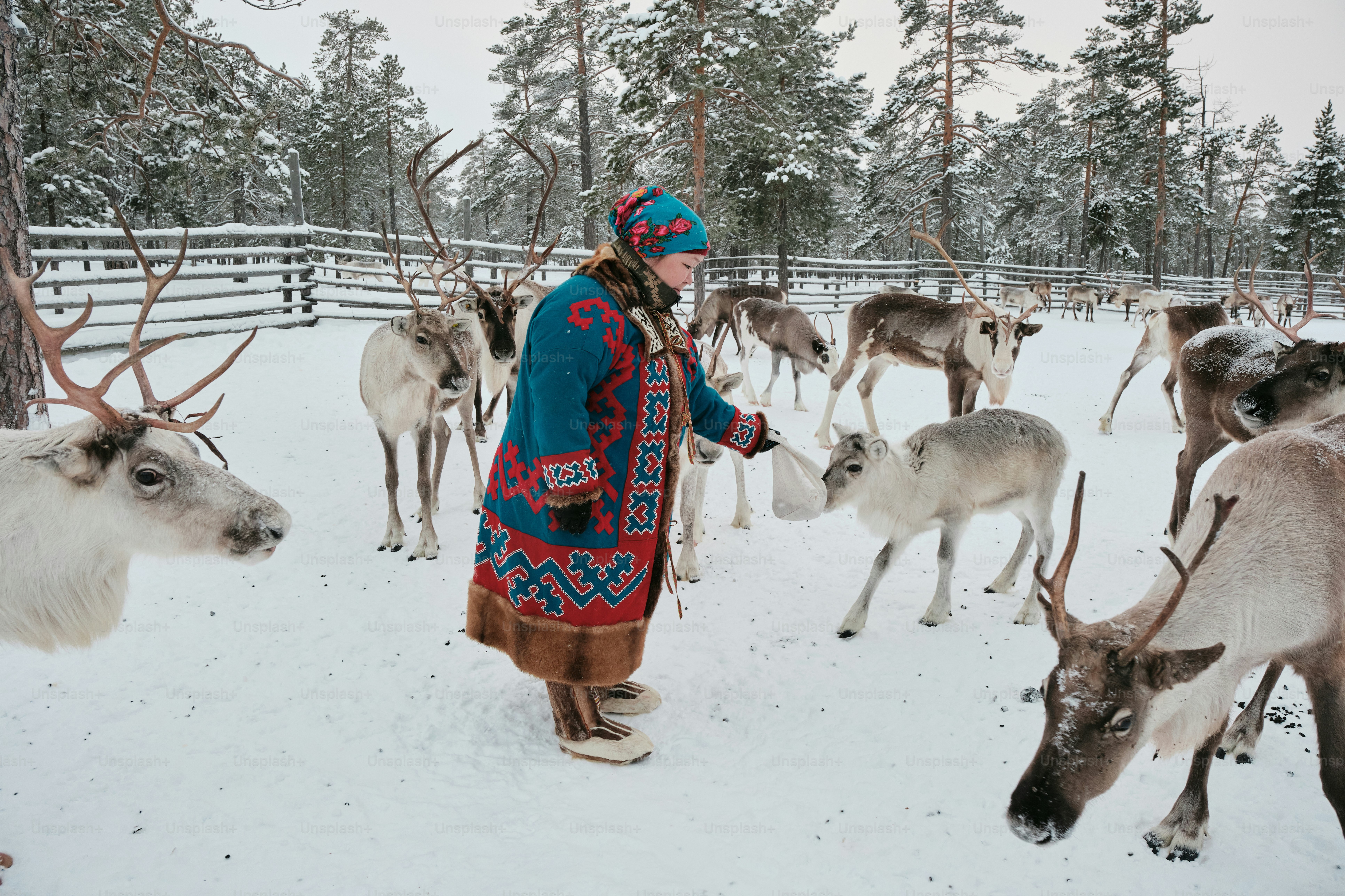 A man standing next to a herd of reindeer in the snow
