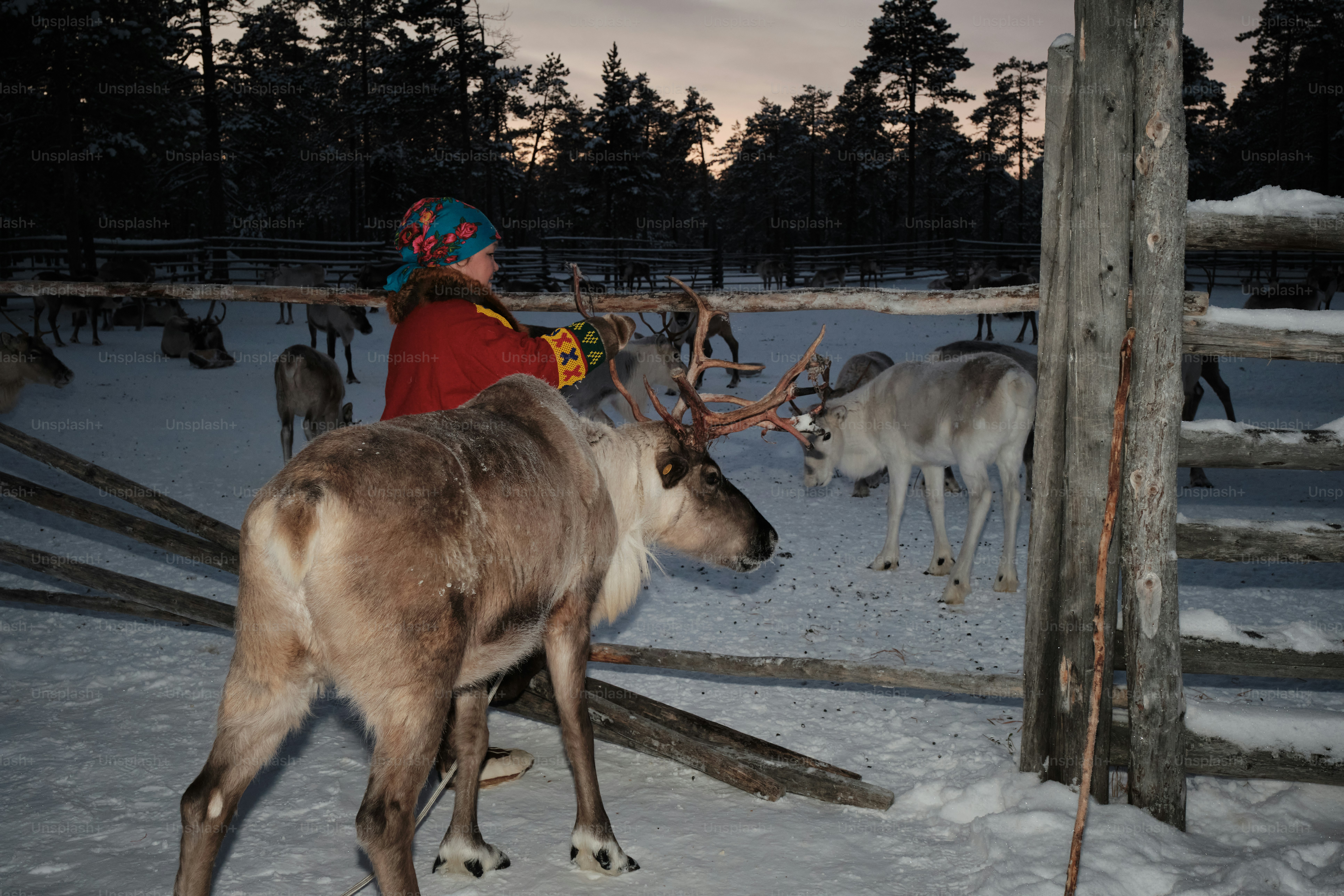 A man standing next to a reindeer in the snow