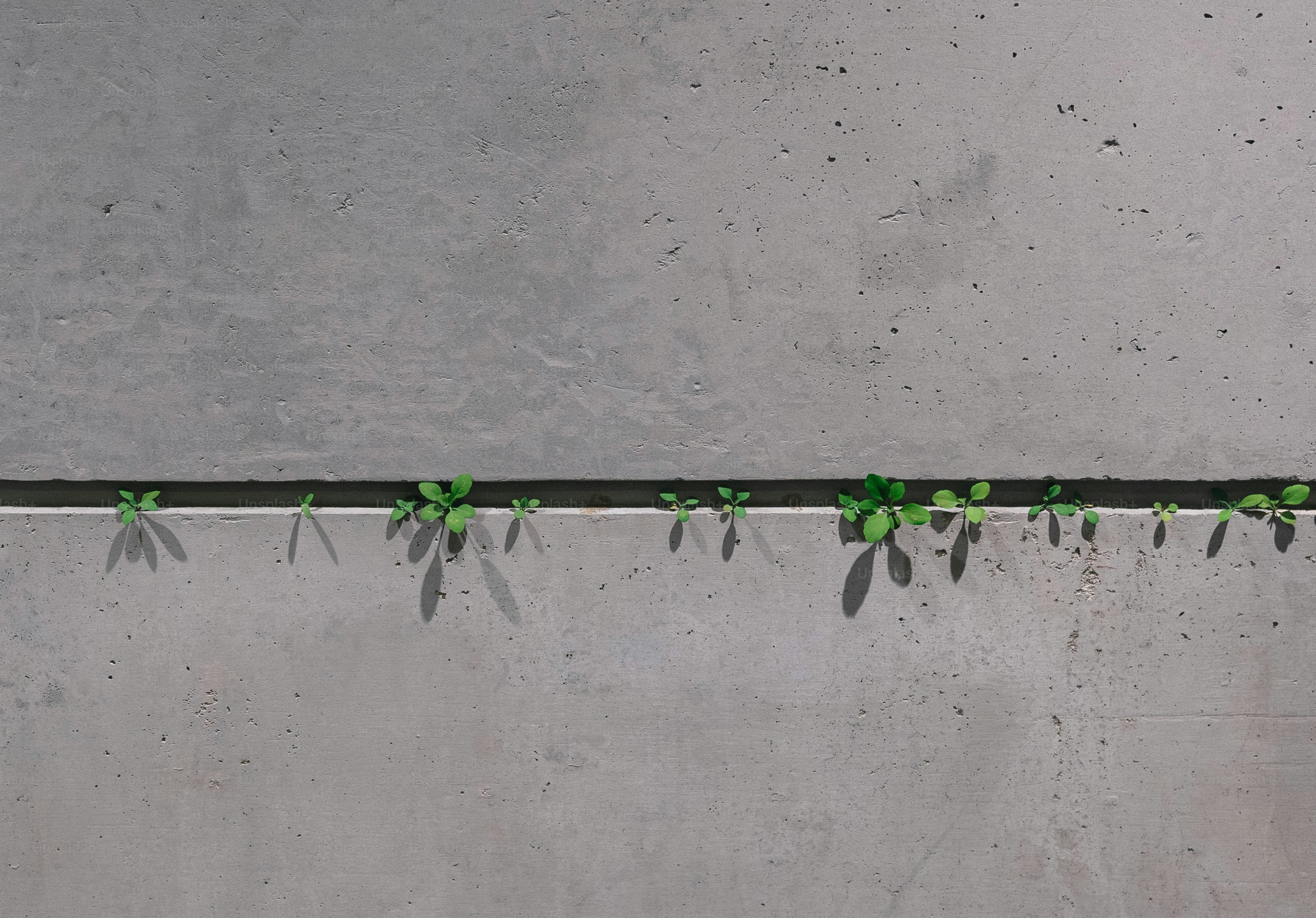 A row of green plants growing on the side of a building