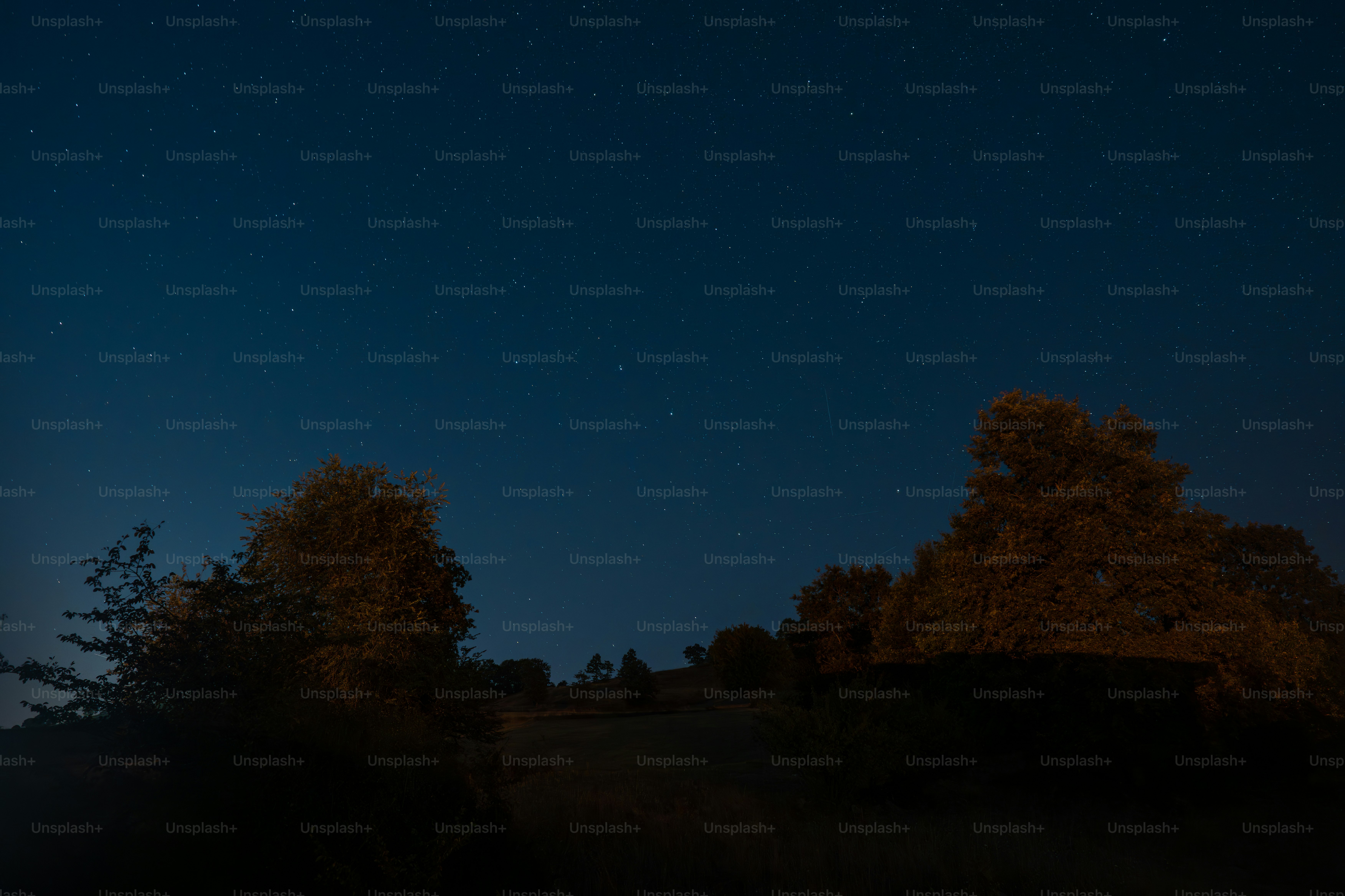 별과 나무를 전경에 둔 밤하늘