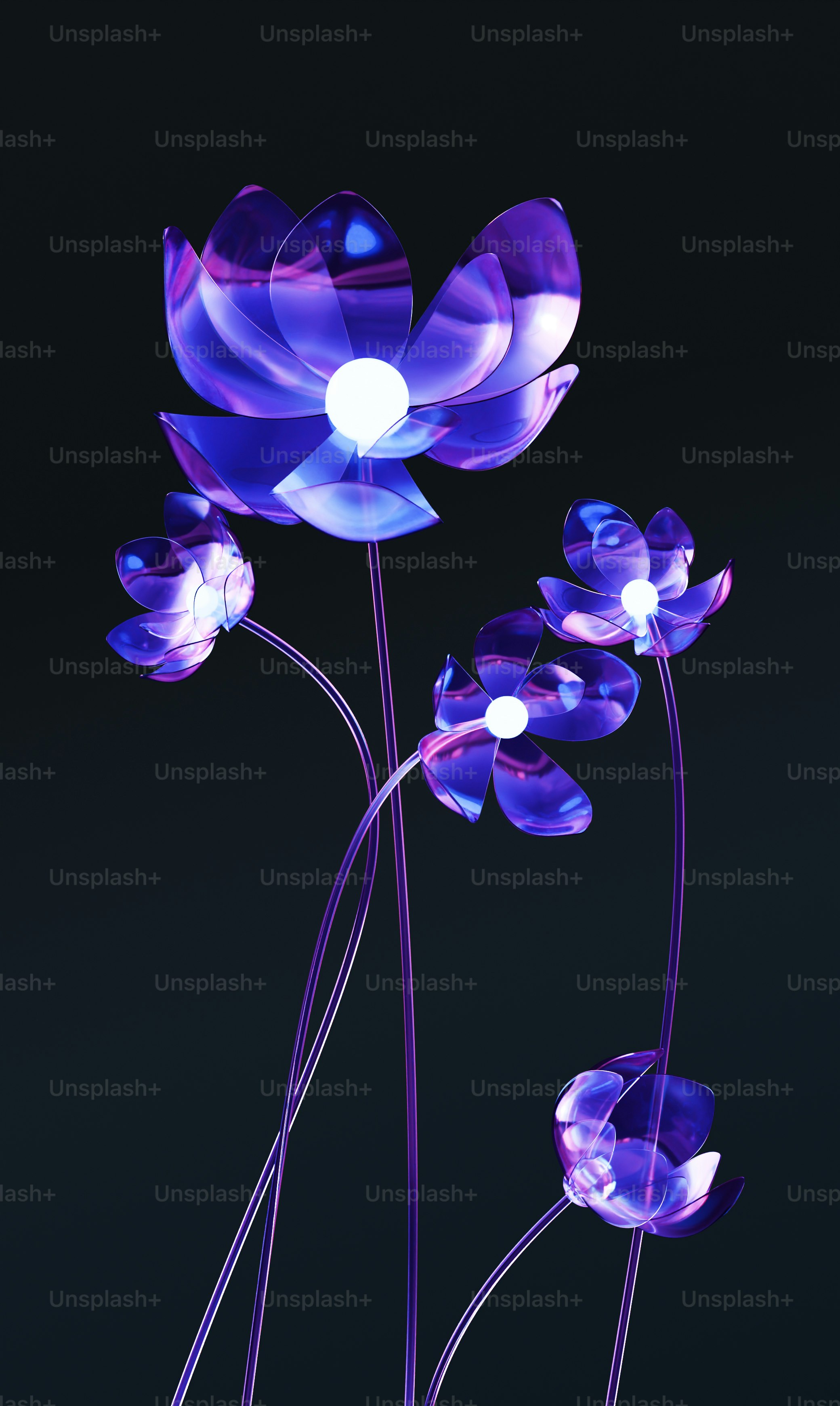 Three purple flowers with a black background