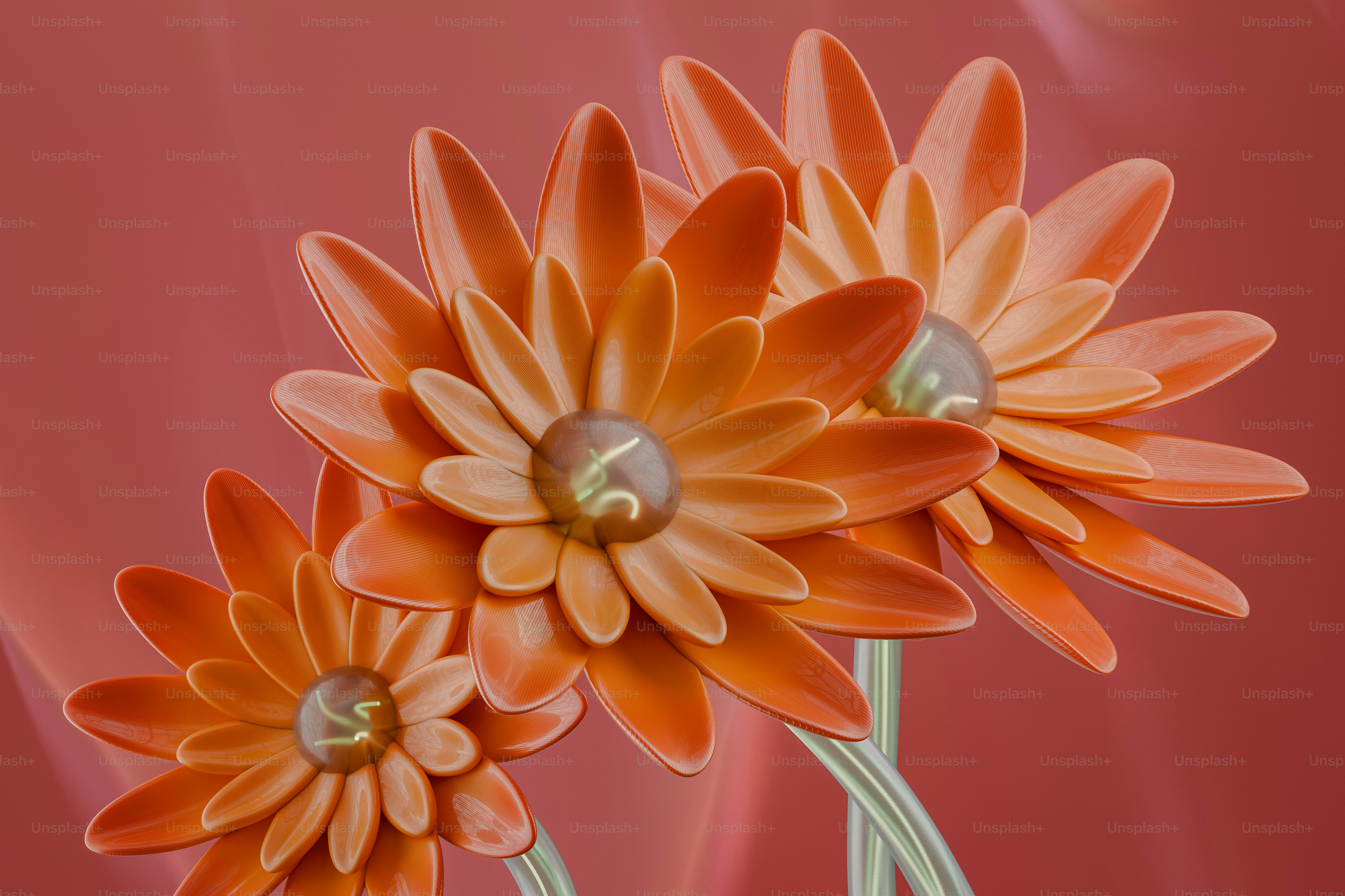 A close up of two orange flowers on a pink background