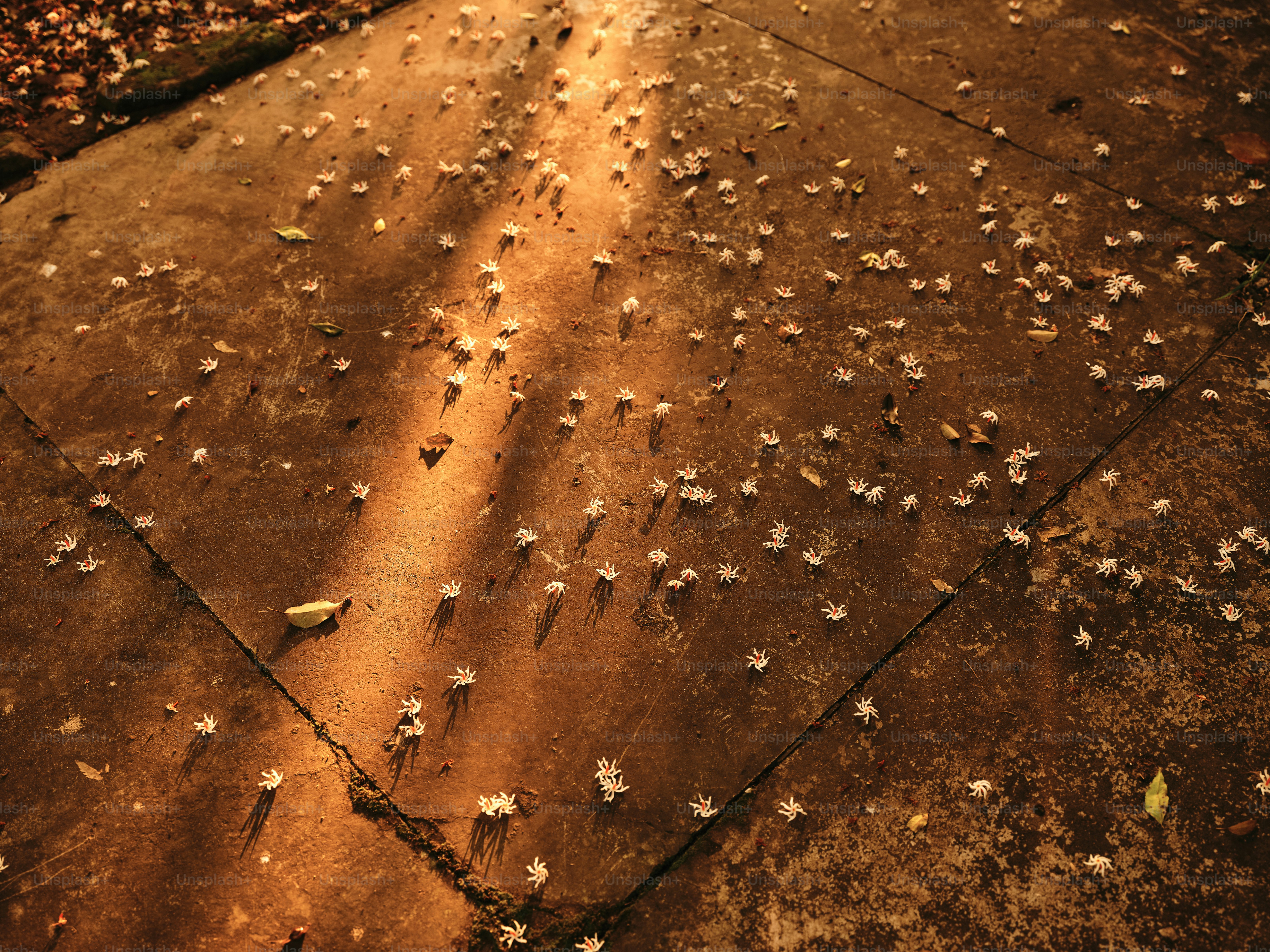 A bunch of white flowers on the ground