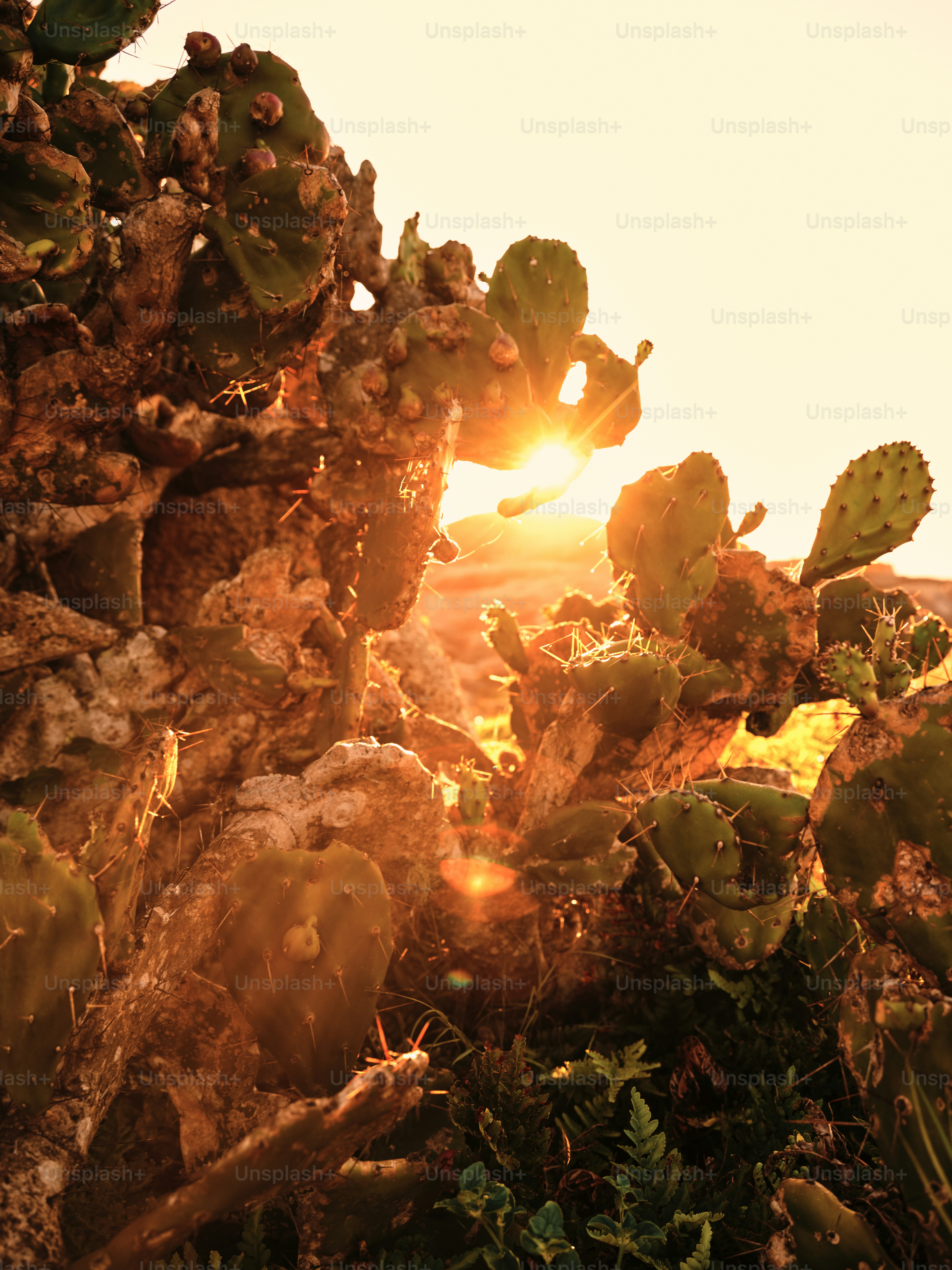 The sun is shining through the cactus bushes