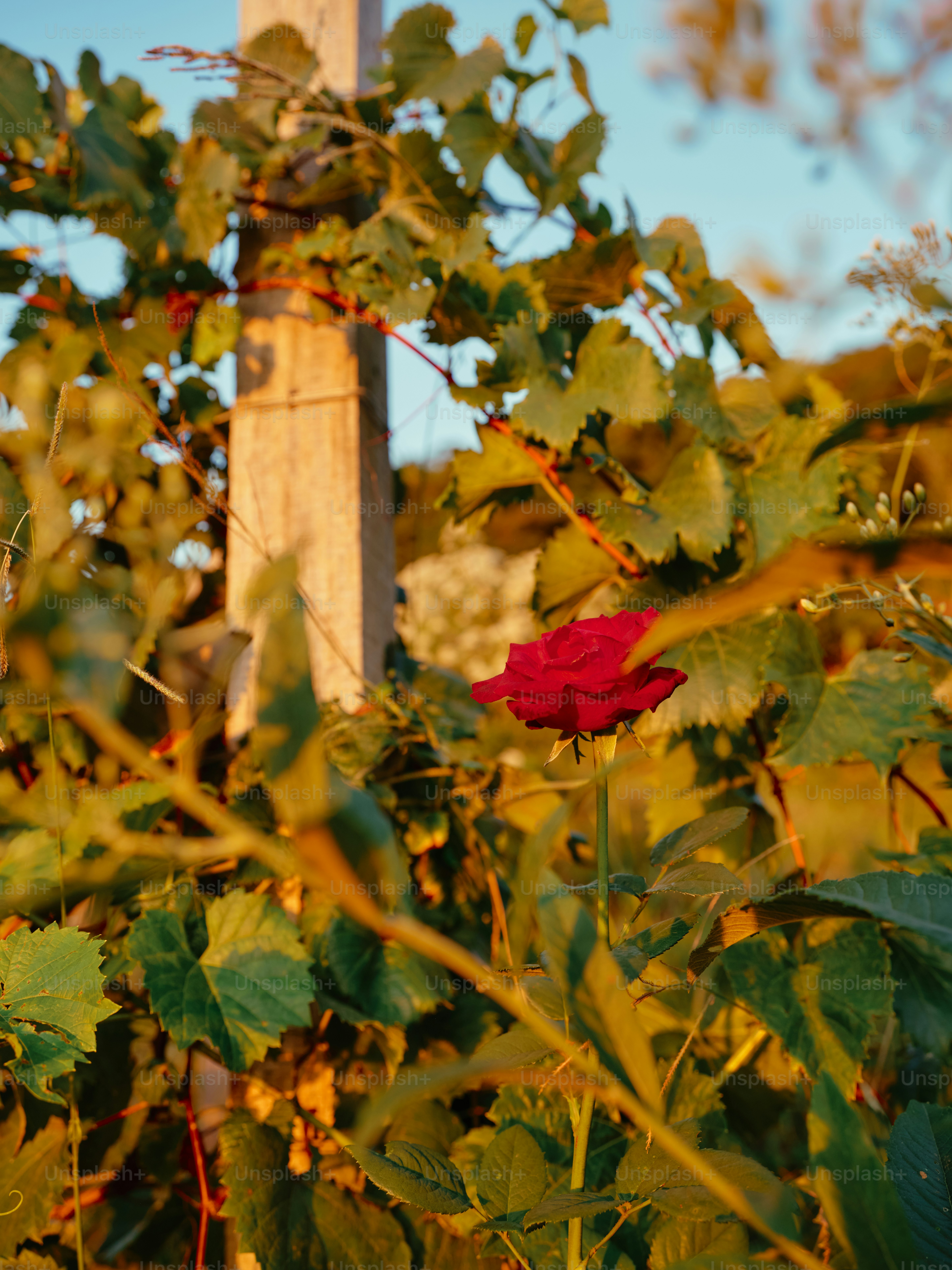 Uma cruz no meio de um monte de folhas