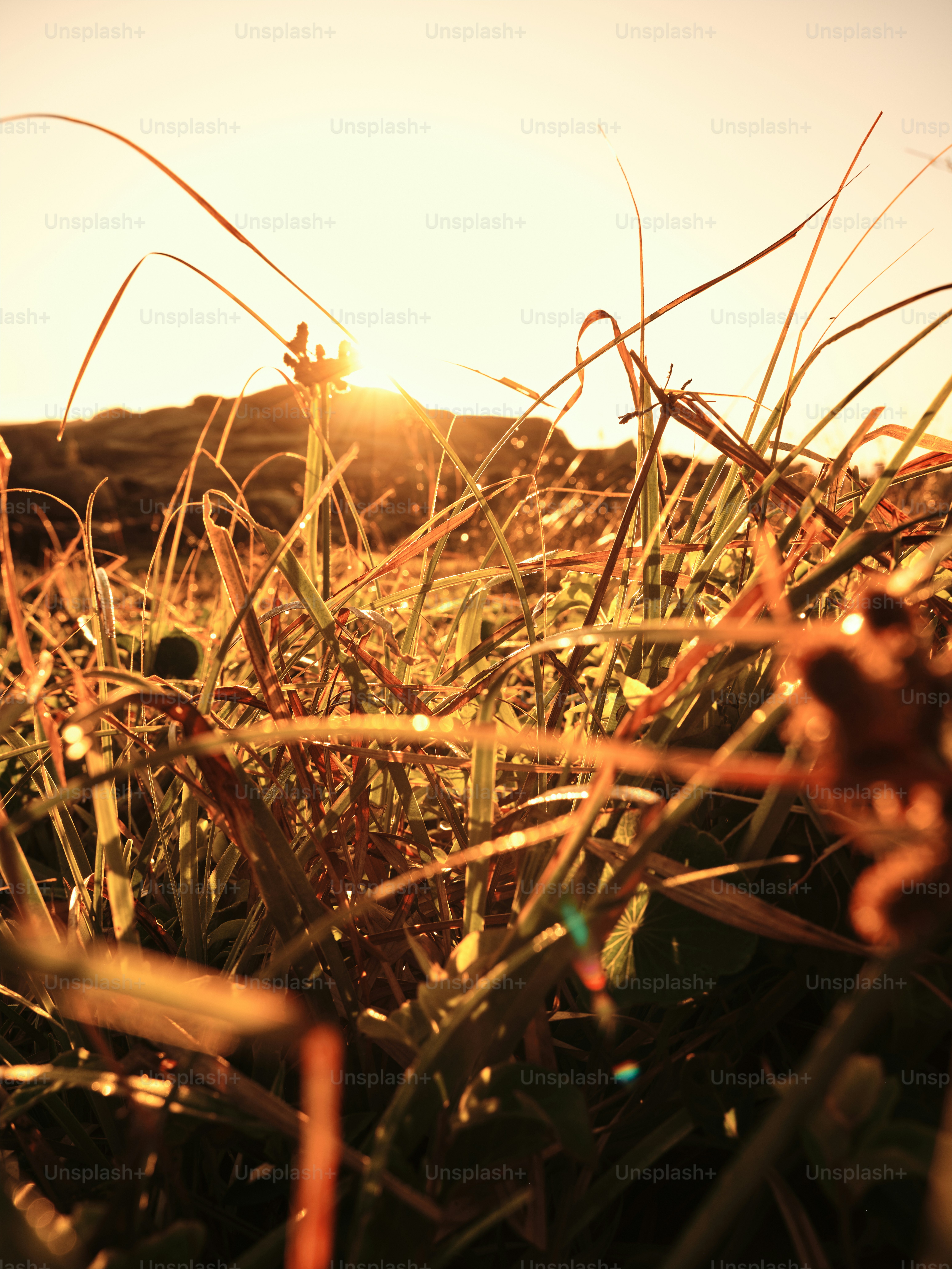 A field of grass with the sun setting in the background