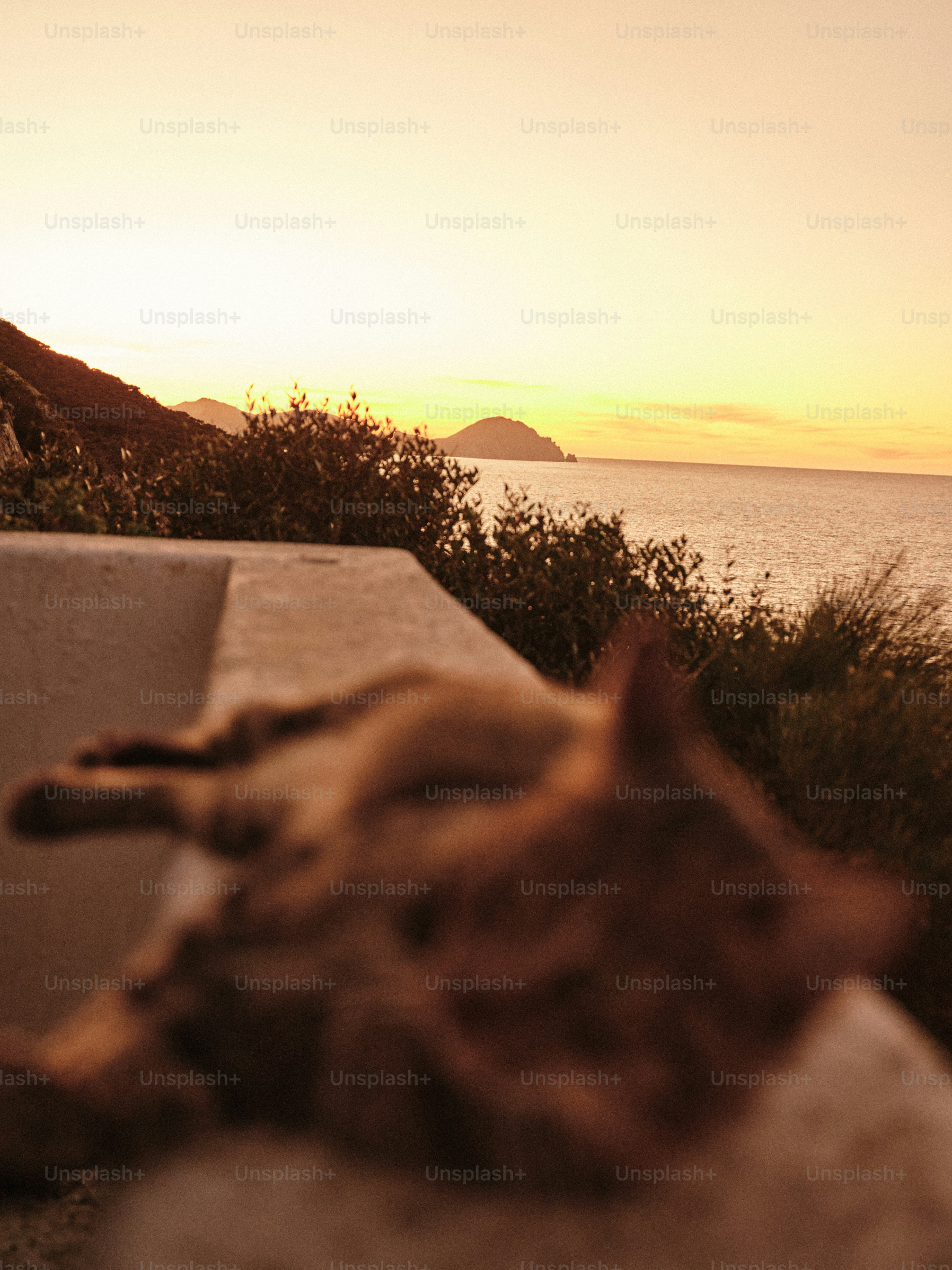 A cat that is laying down on a ledge