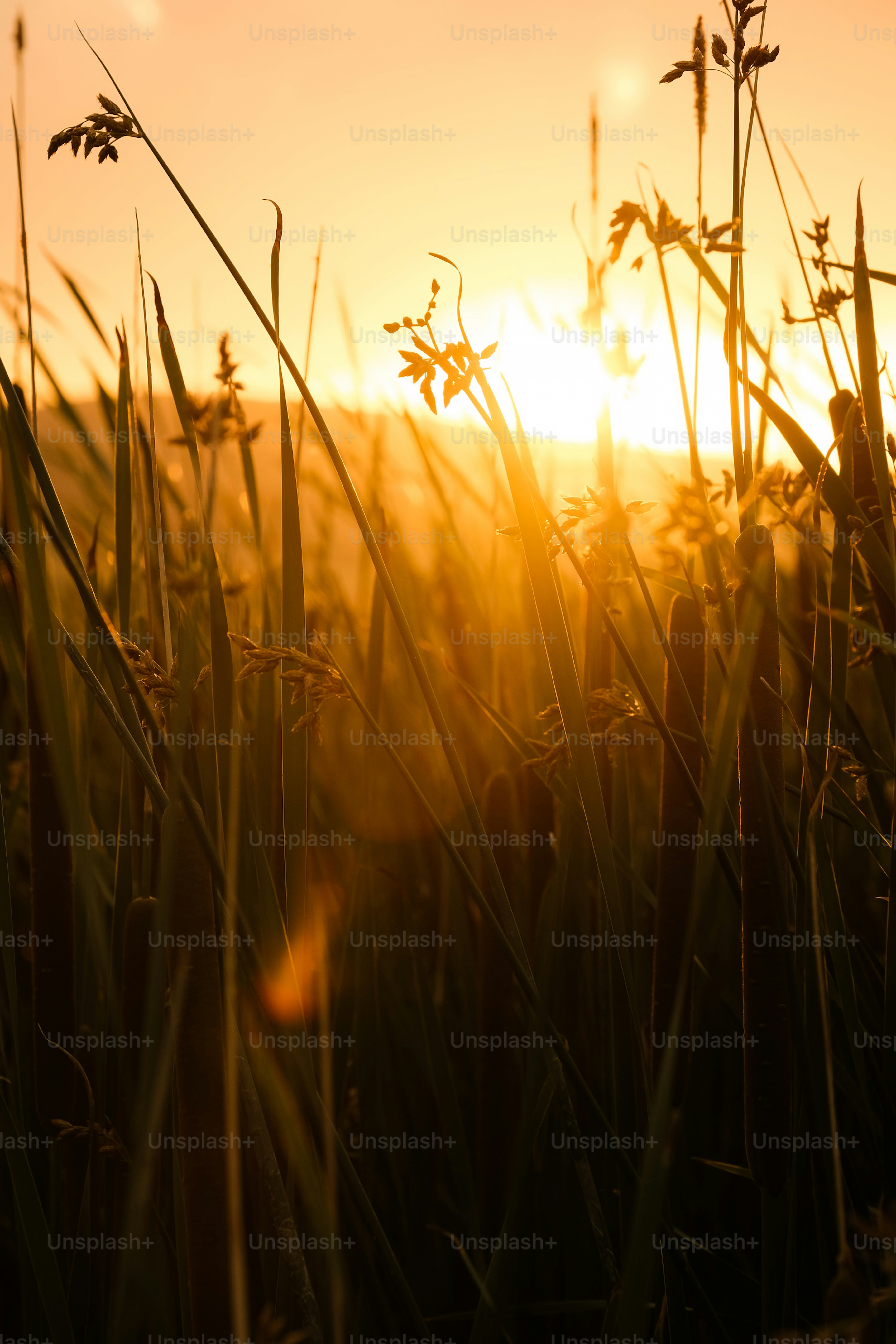 Die Sonne geht über einem Feld mit hohem Gras unter