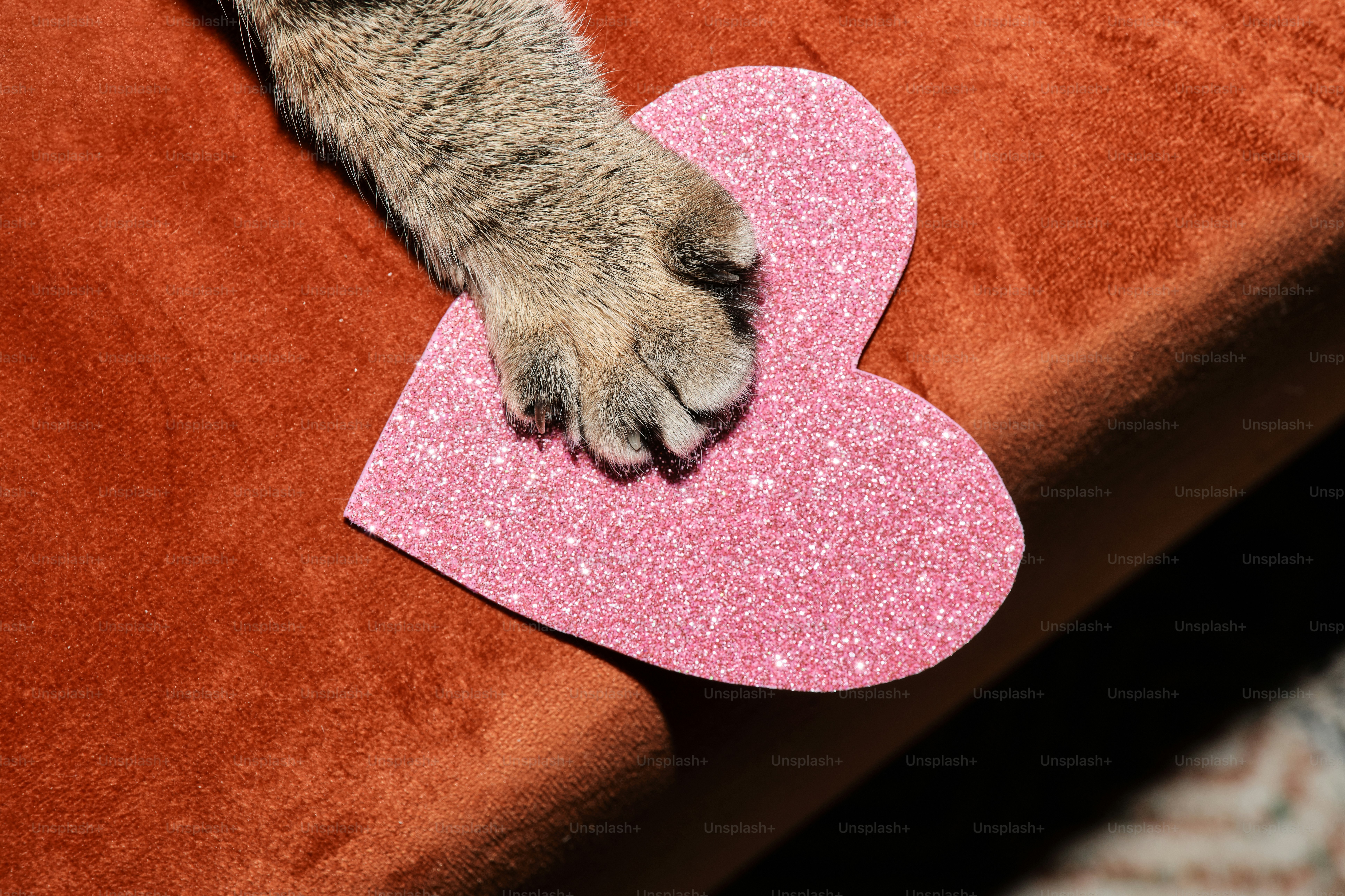 A gray cat laying on top of a red couch