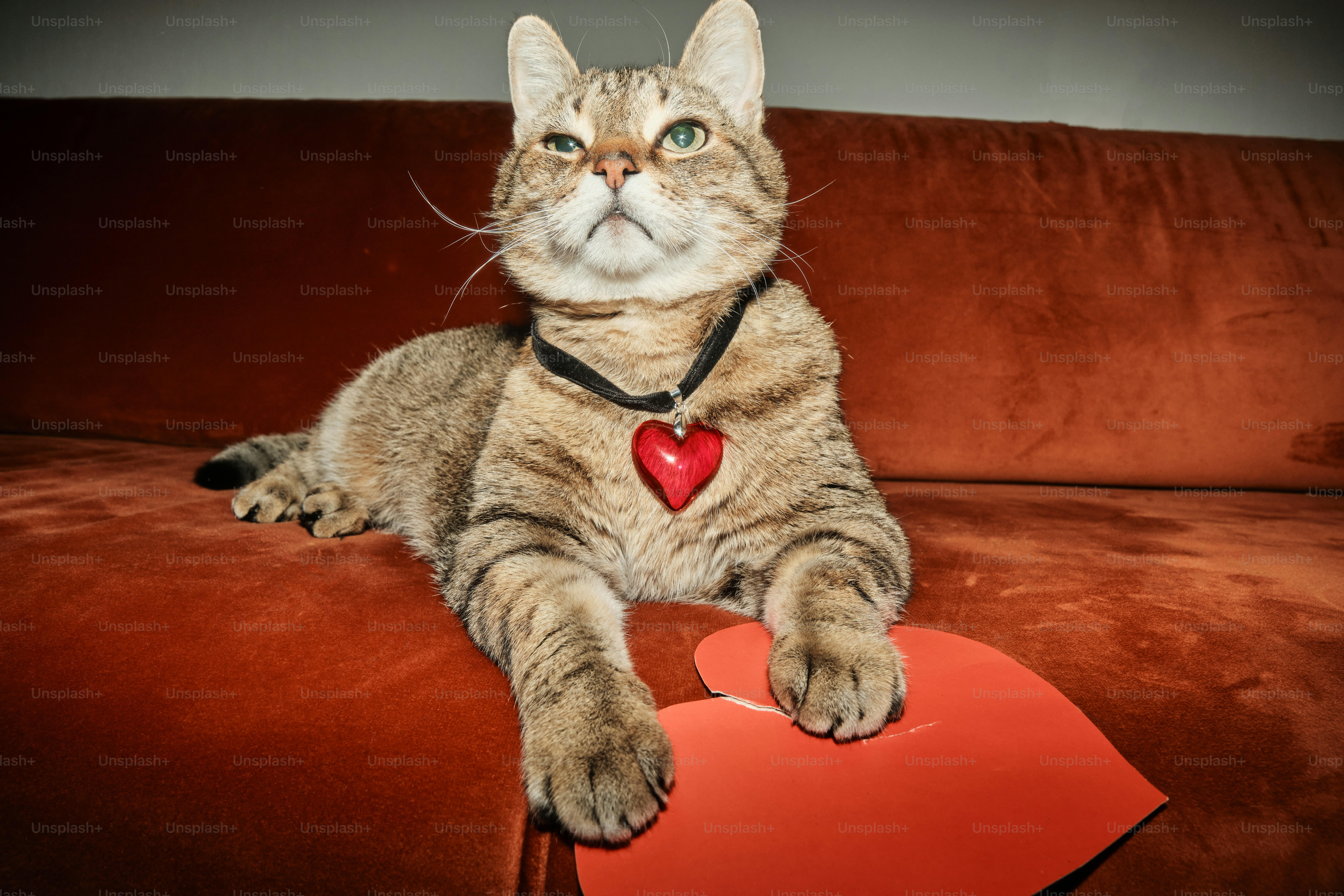 A cat sitting on a couch with a red heart