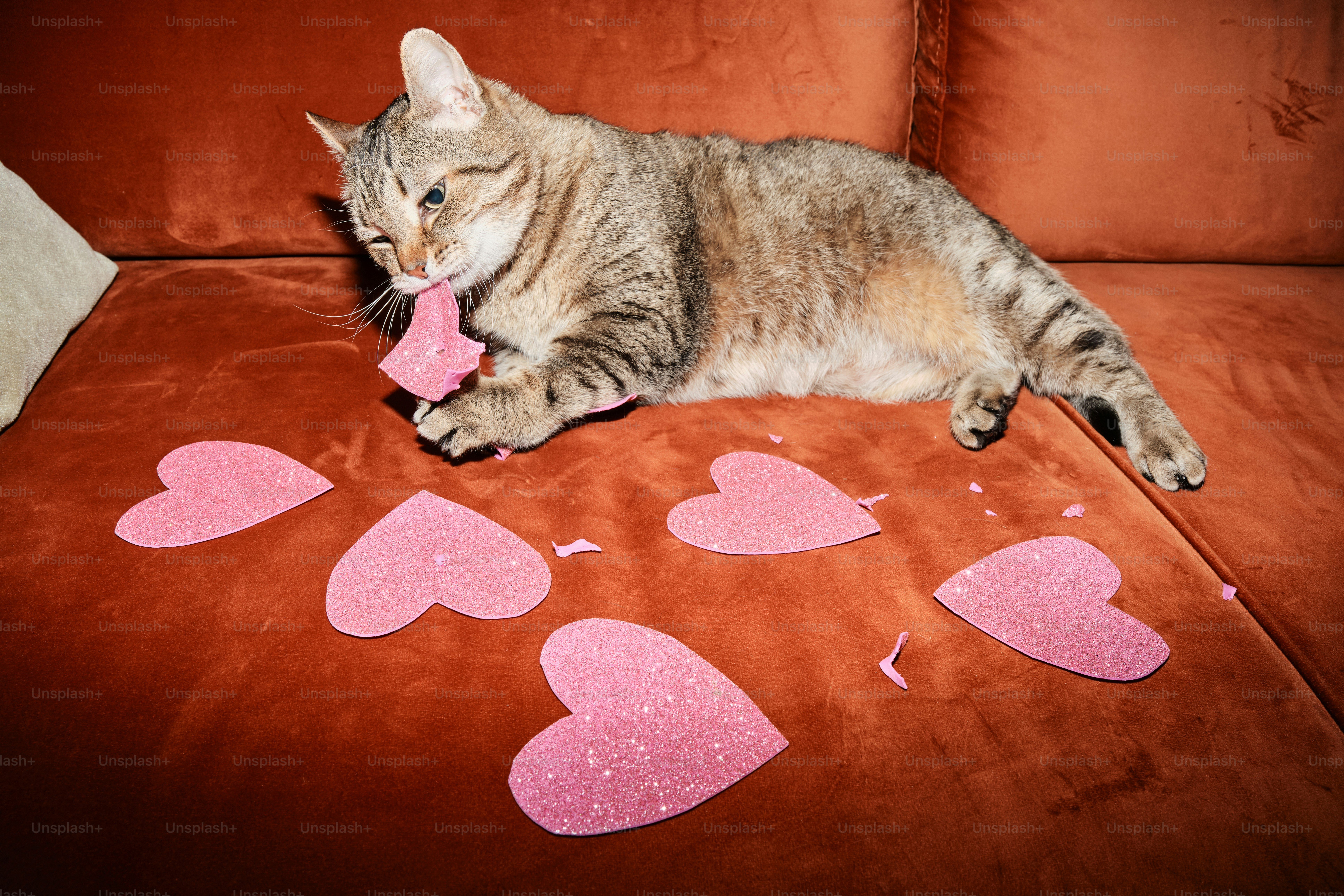 A cat laying on a couch with hearts drawn on it