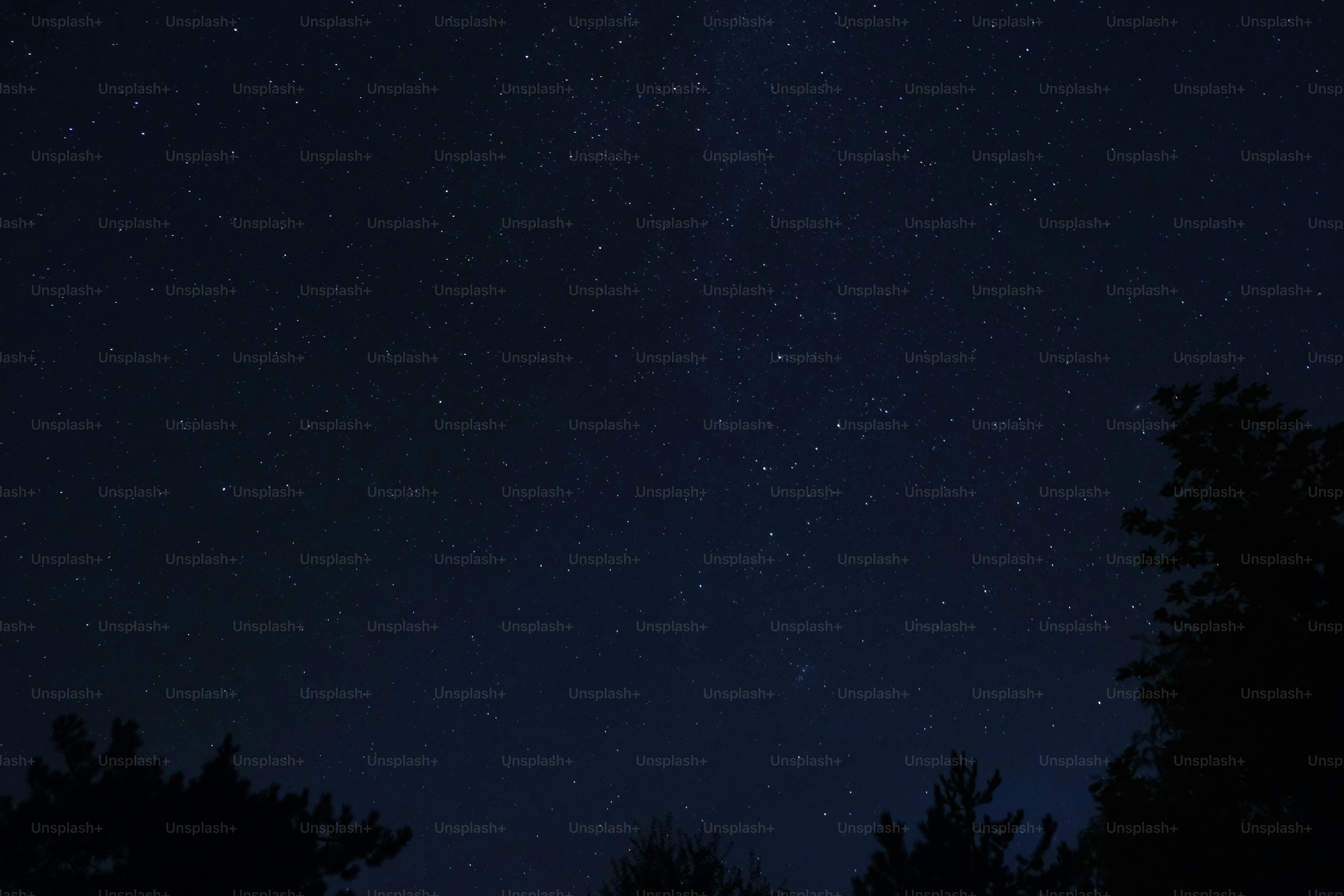 Le ciel nocturne avec des étoiles et des arbres au premier plan