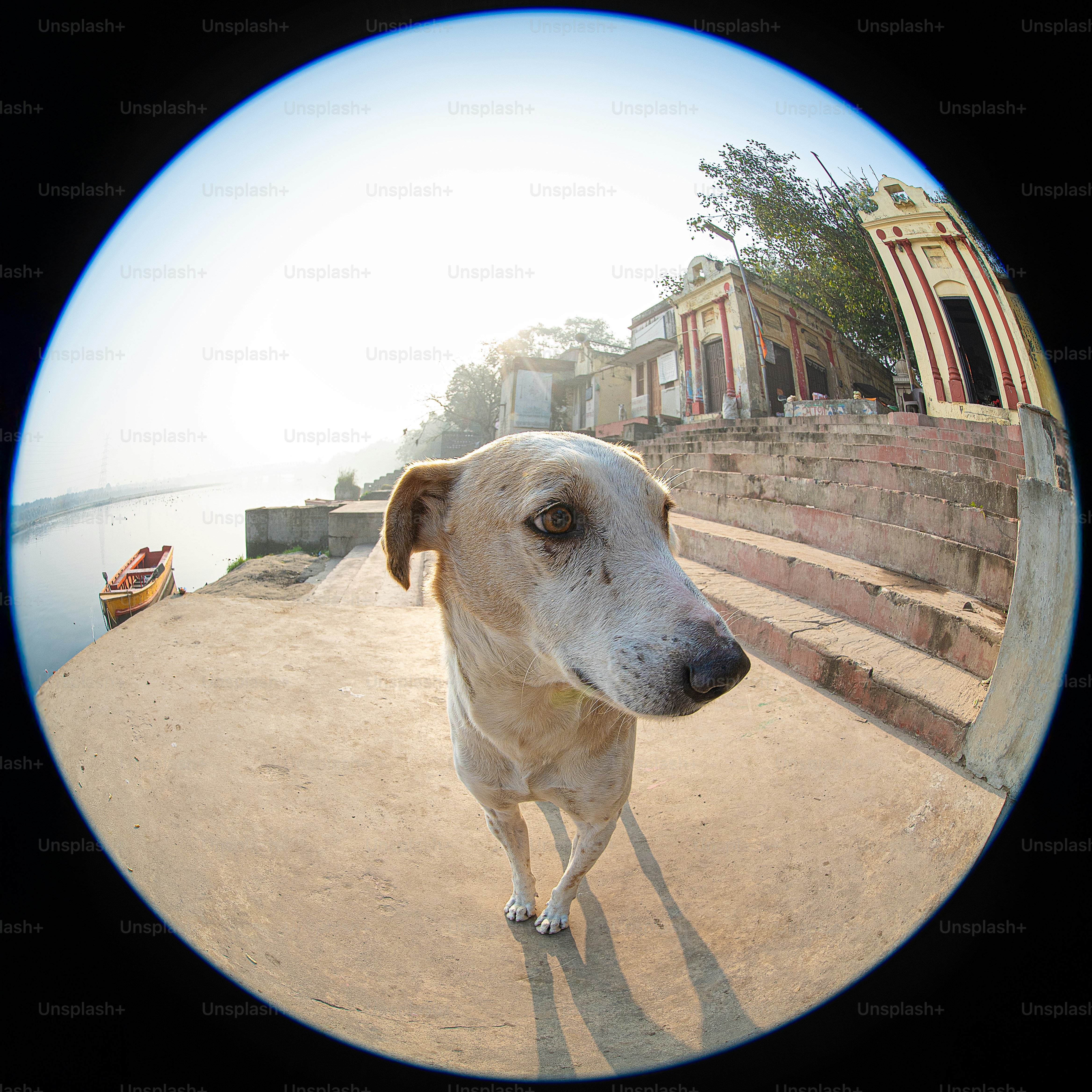 A white dog standing on top of a sandy beach