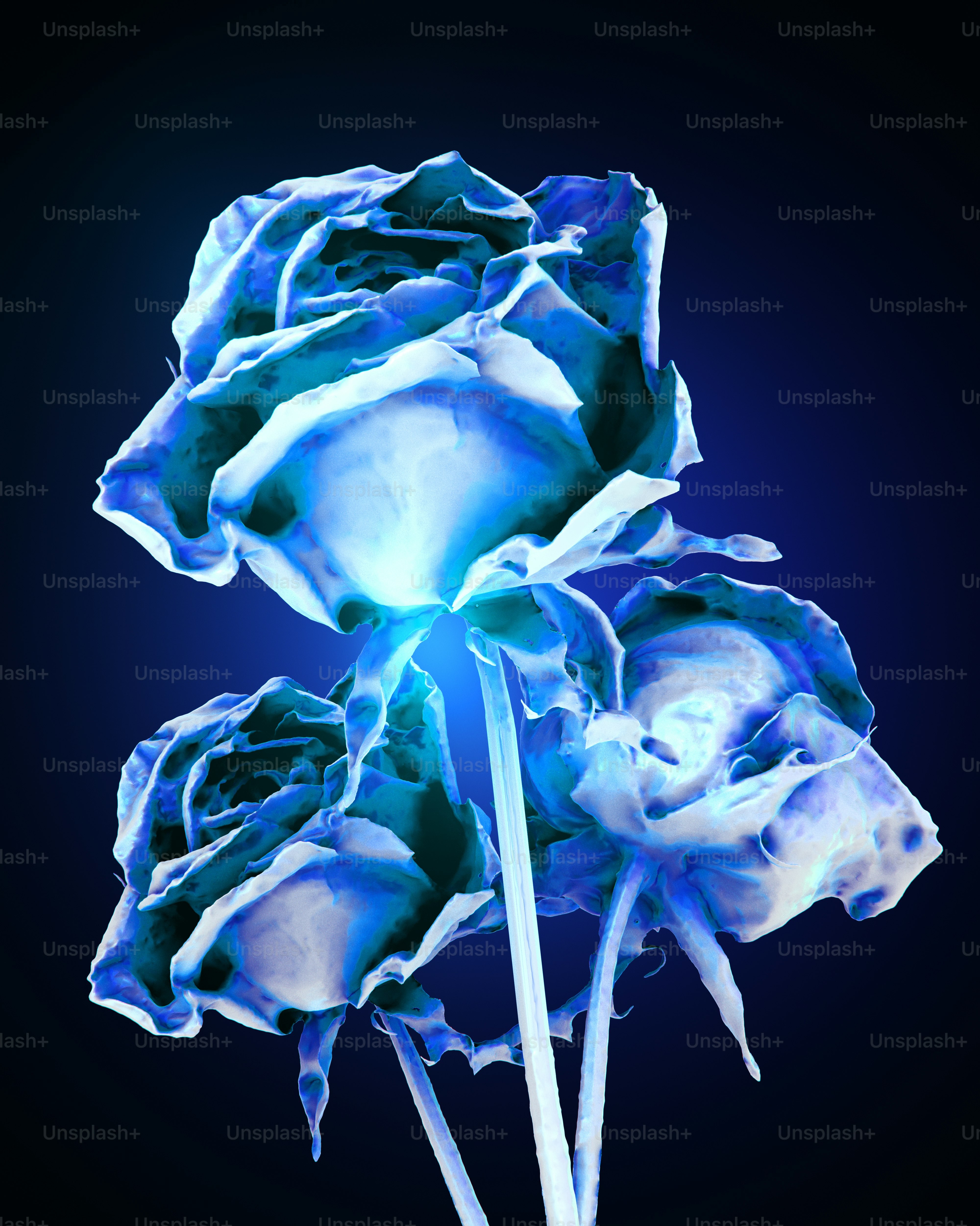 Uma rosa azul em um fundo preto foto – Imagem sobre Rosa na Unsplash, image size:3000x3750