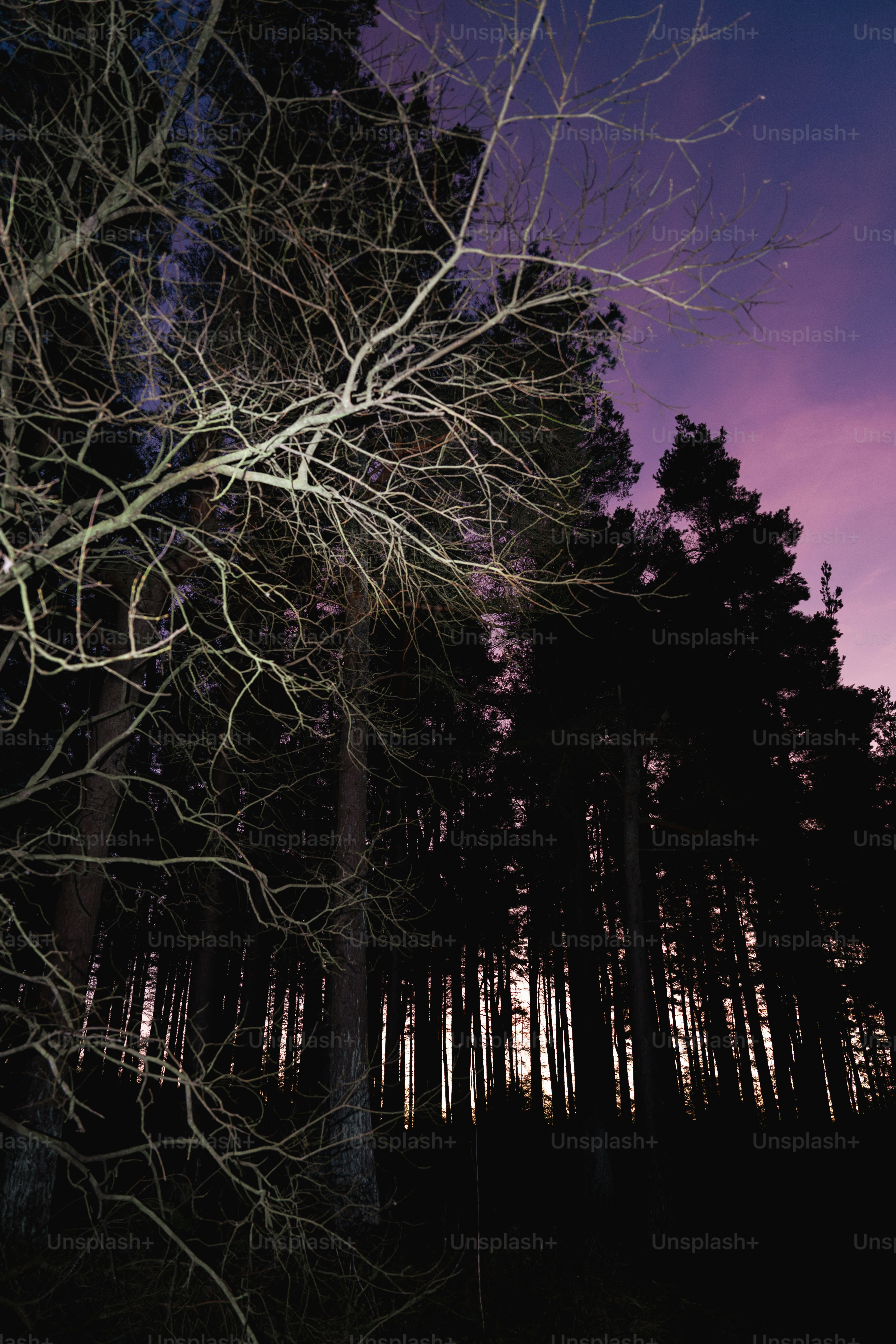 A purple sky with trees in the foreground