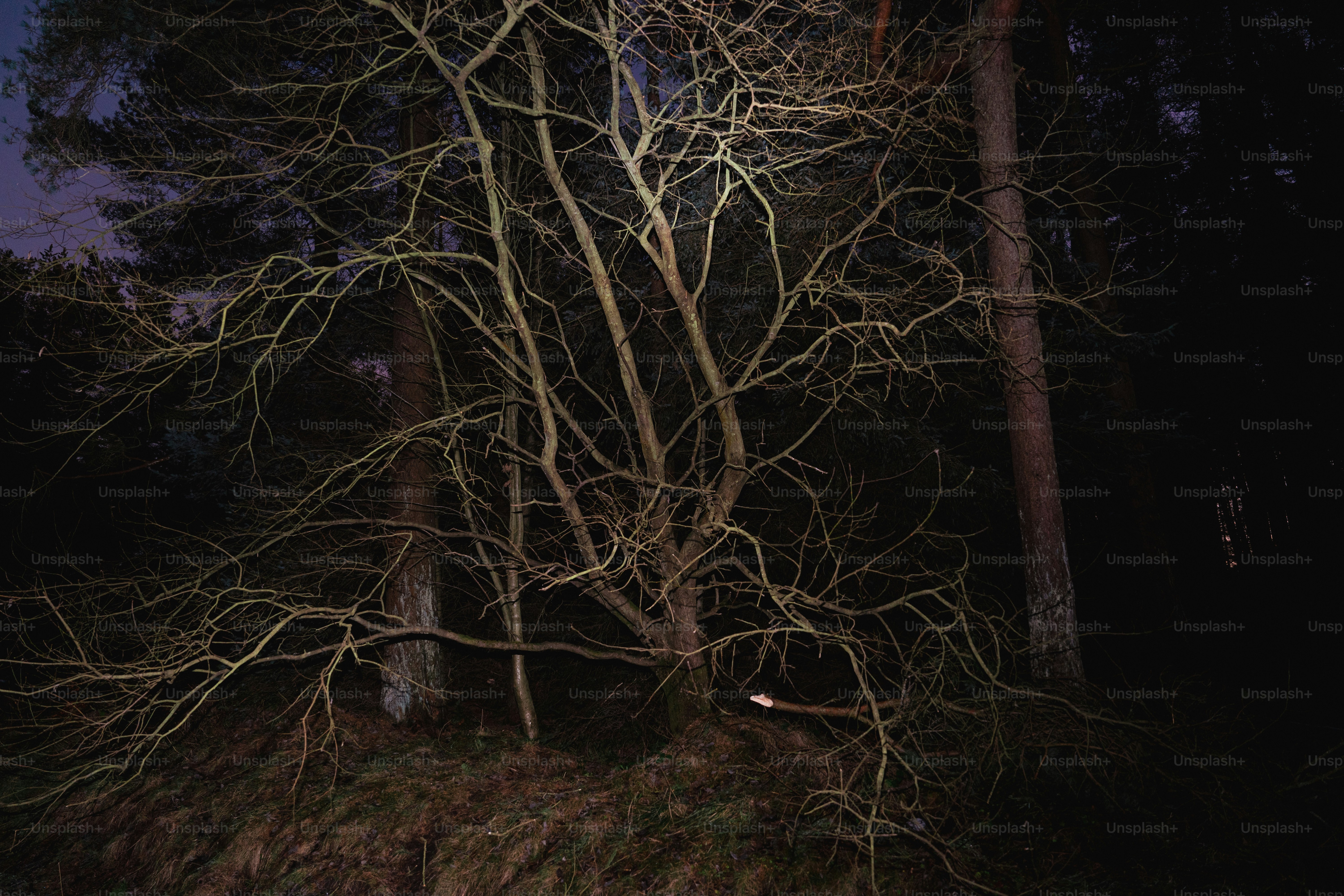 어두운 숲 속에 잎이 없는 나무