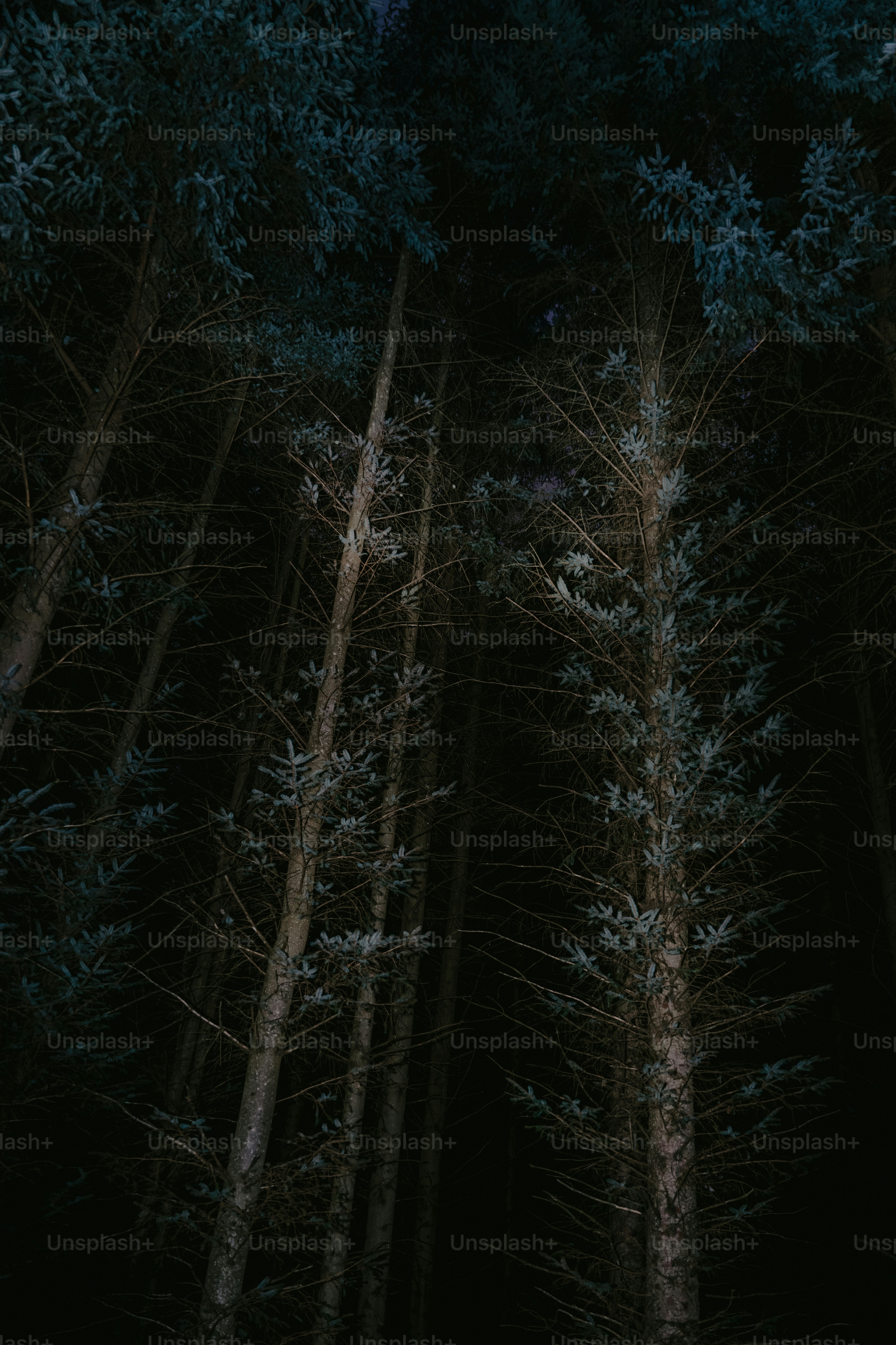 Title: 比特币：從黑暗森林到數字經濟的革命者