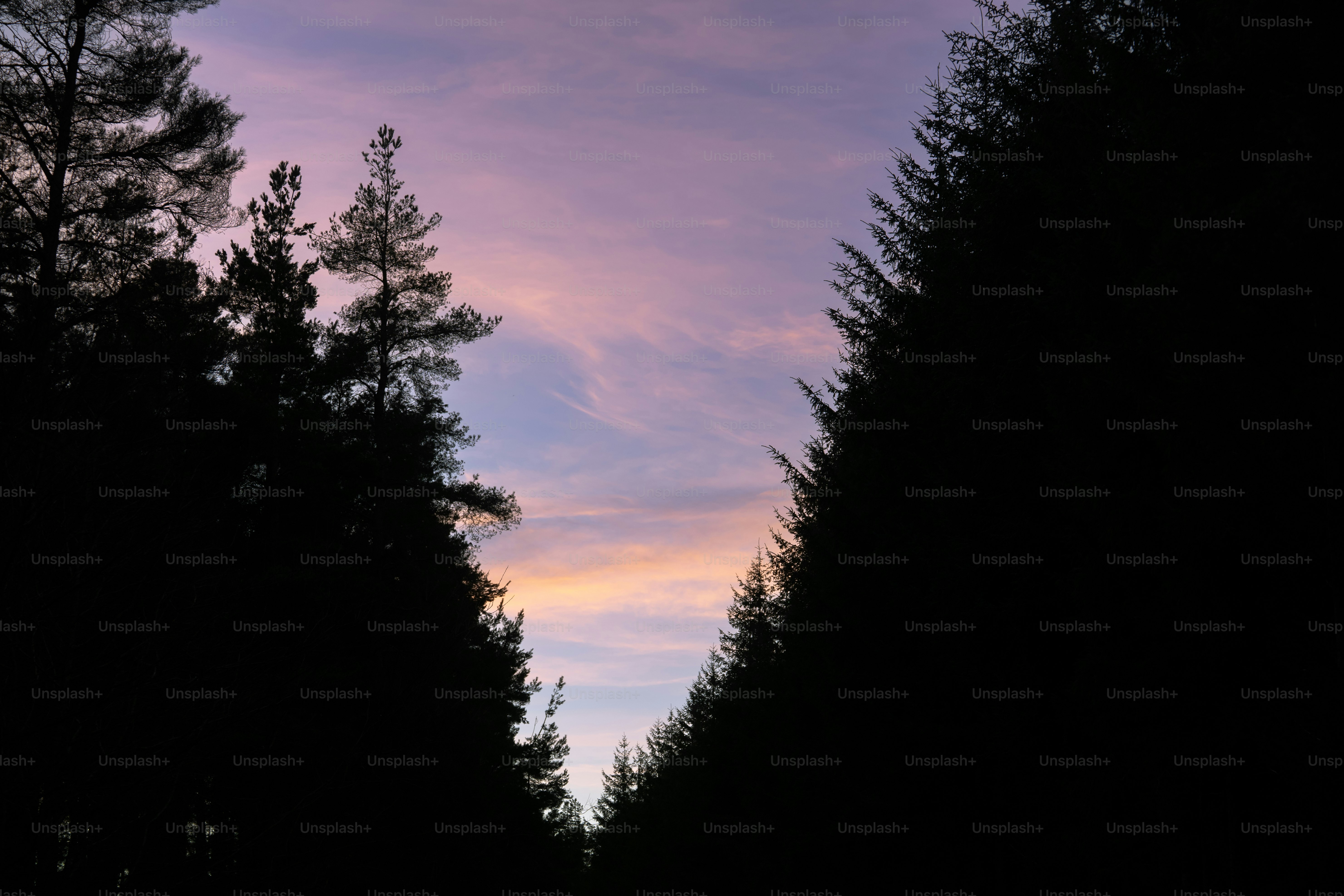 나무와 하늘을 배경으로 한 길