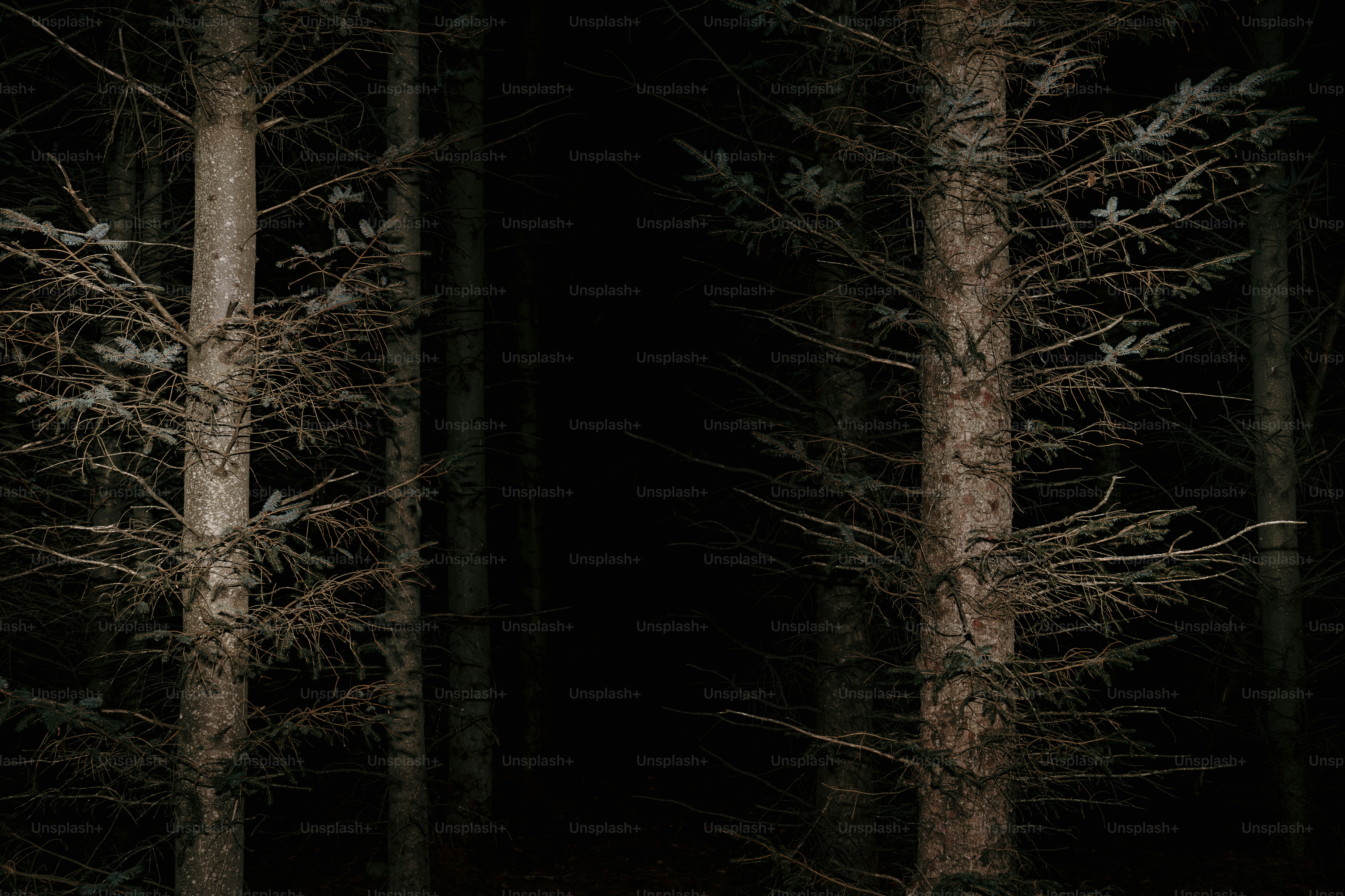 暗い森の中の木々の群れ