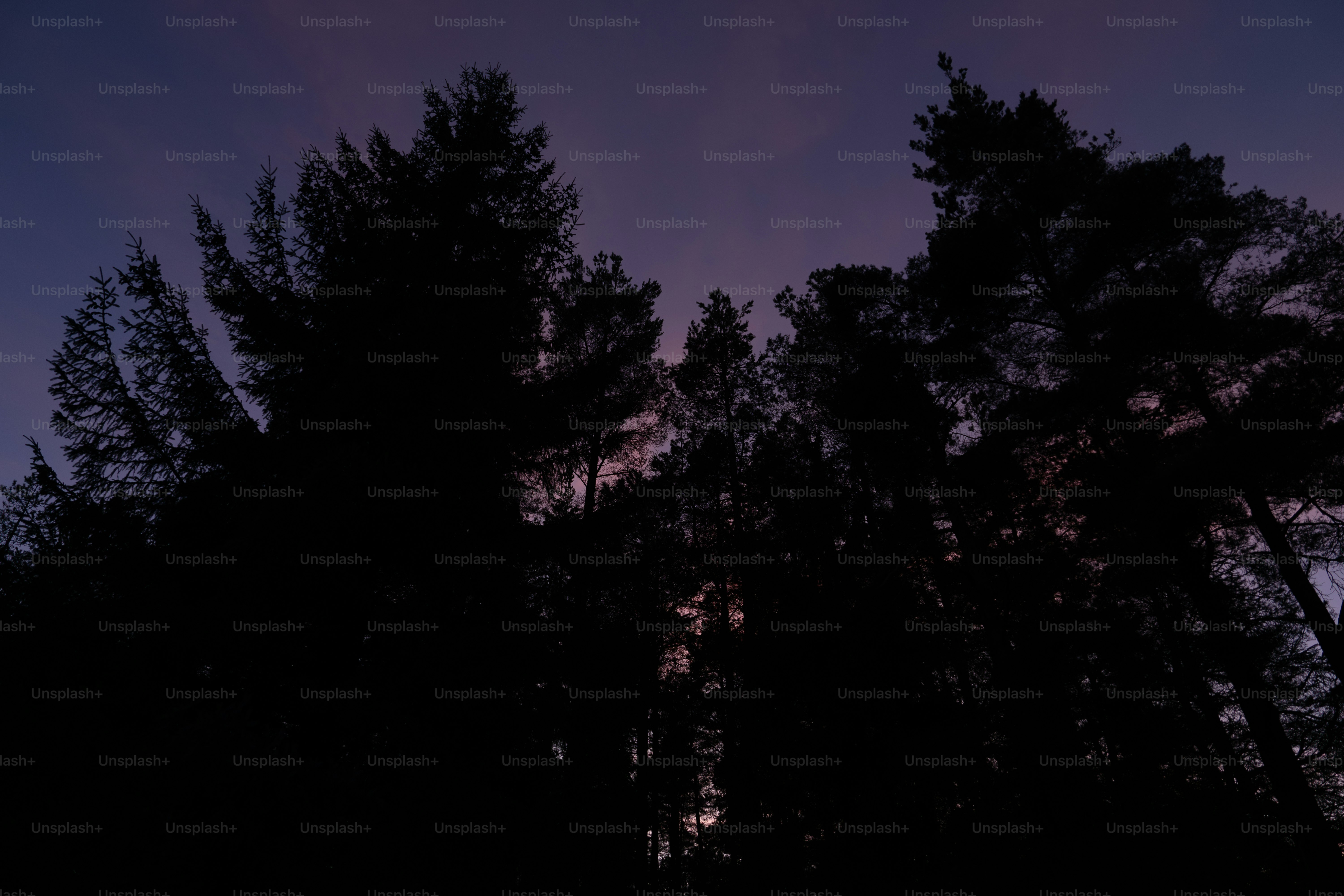 A purple sky with trees in the foreground photo – Forest Image on Unsplash