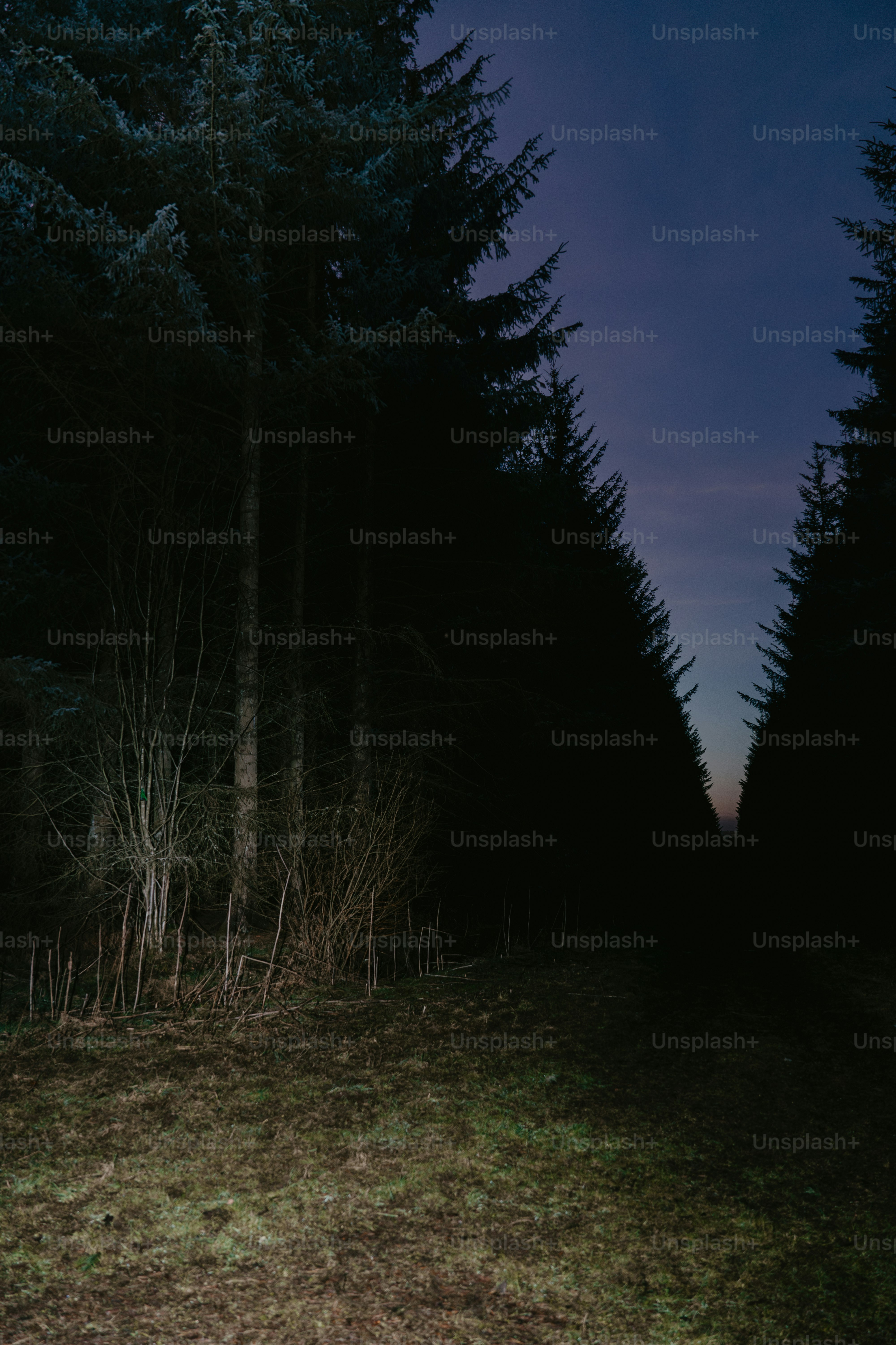 A dark forest with tall trees at night