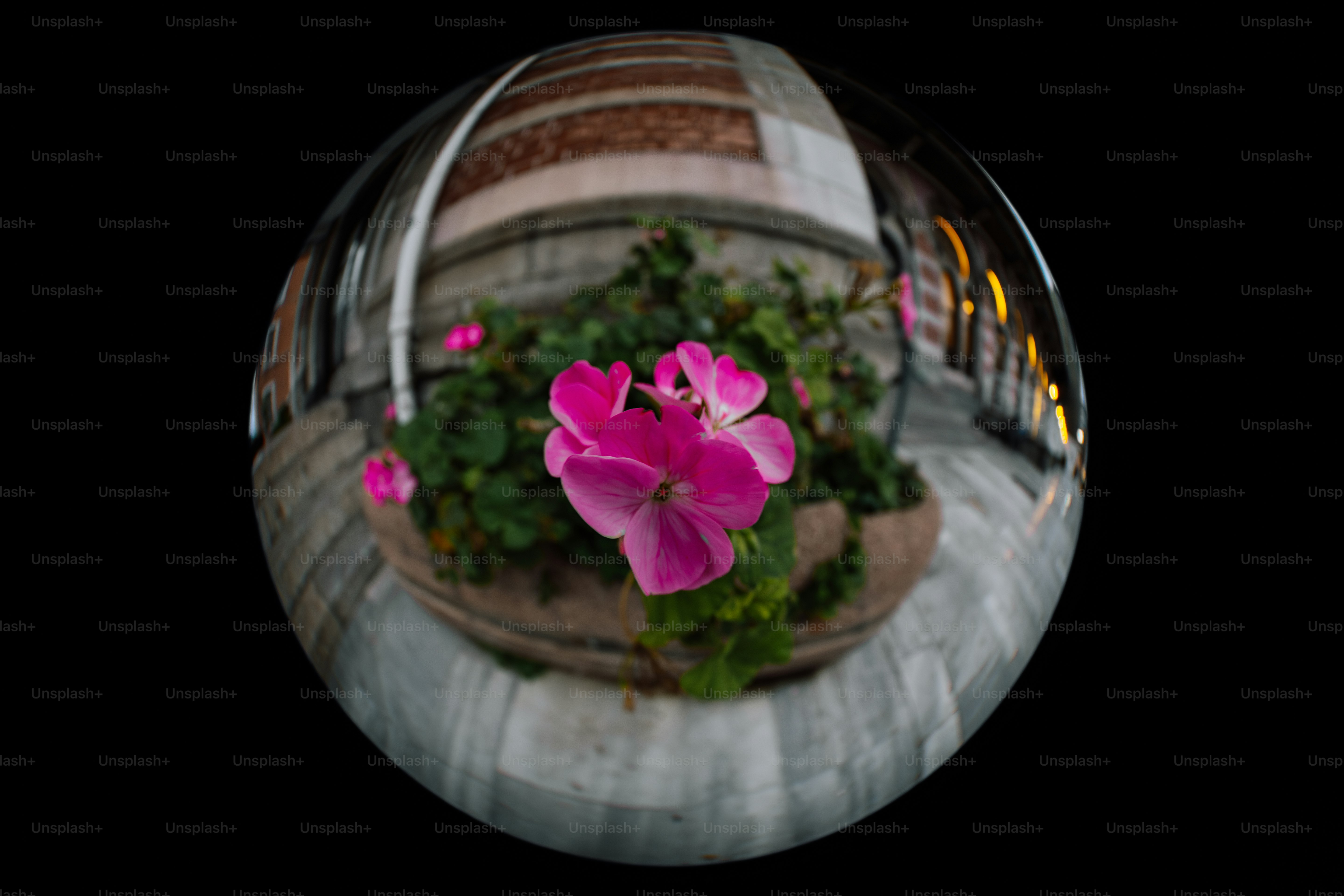 木製の樽の上に座っているピンクの花の写真 – Unsplashの花の画像
