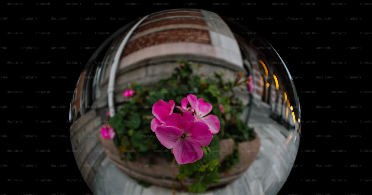 木製の樽の上に座っているピンクの花の写真 – Unsplashの花の画像